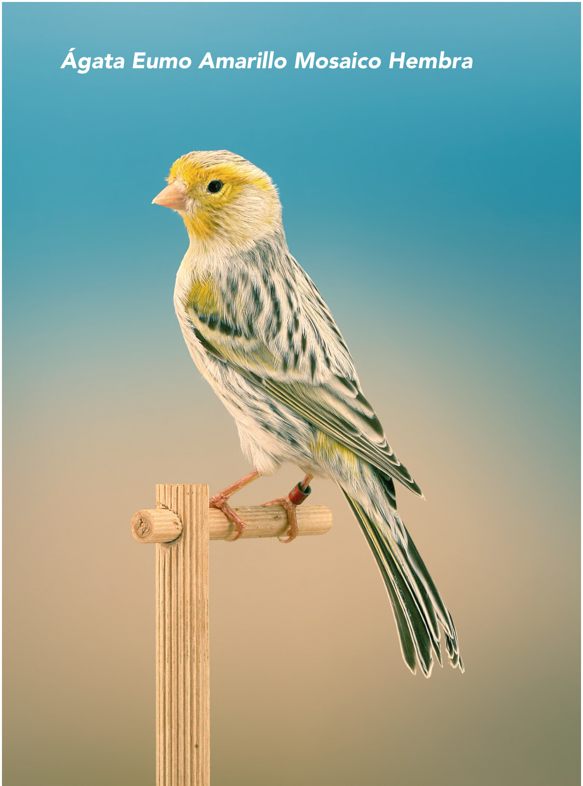 Ágata Eumo Amarillo Mosaico Hembra