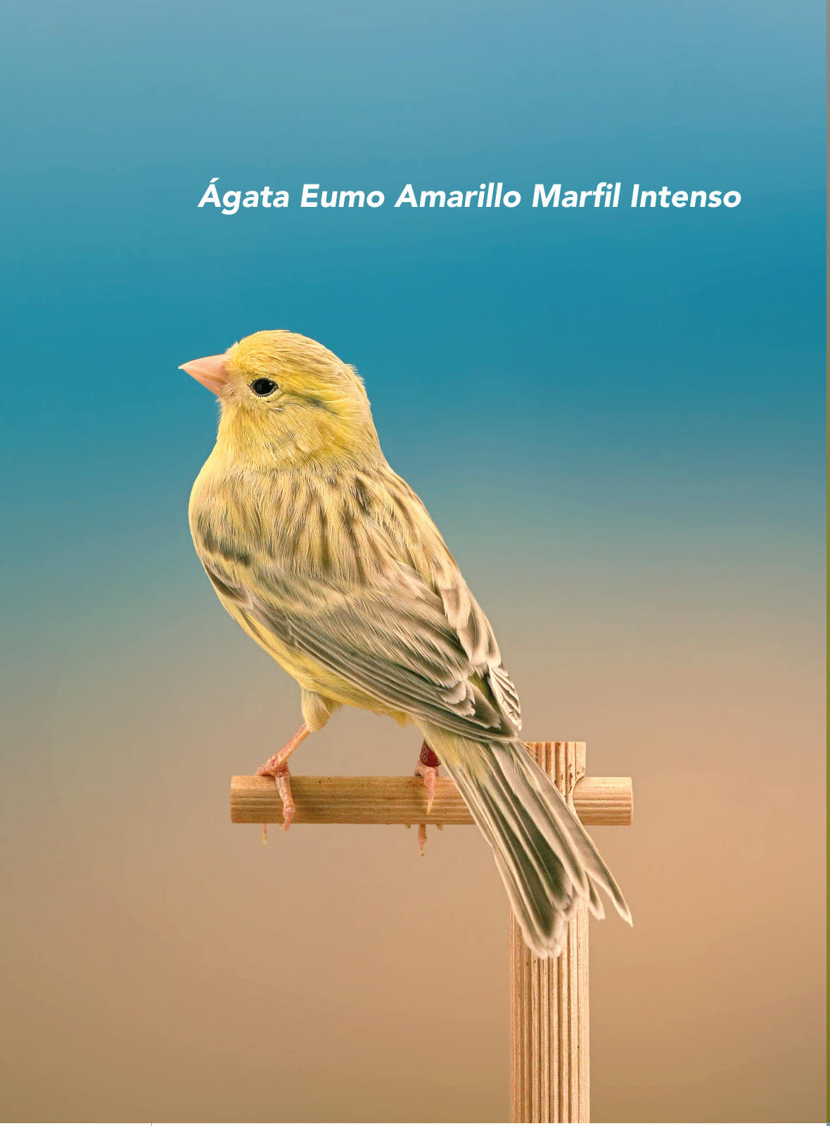 Ágata Eumo Amarillo Marfil Intenso