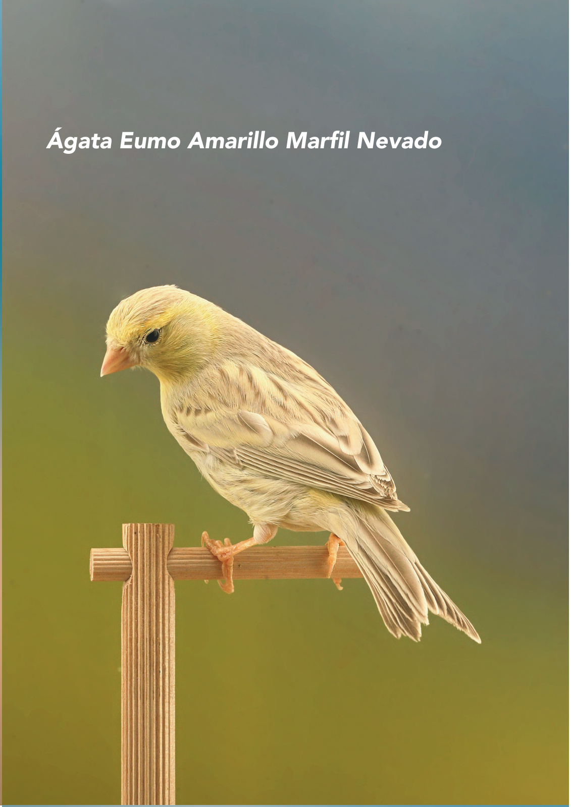 Ágata Eumo Amarillo Marfil Nevado