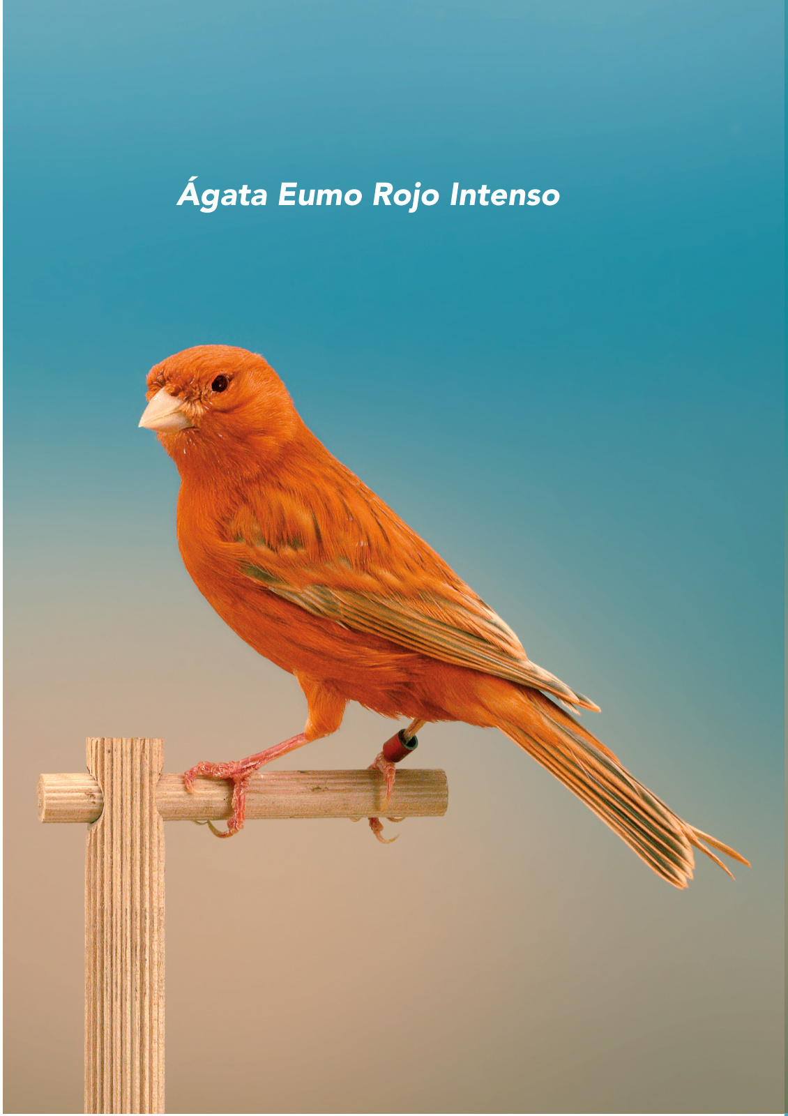 Ágata Eumo Rojo Intenso
