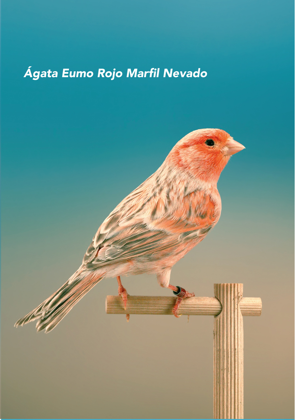 Ágata Eumo Rojo Marfil Nevado