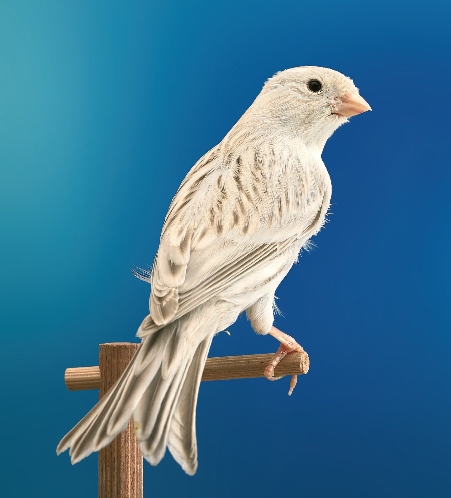 Ágata Eumo Blanco Dominante