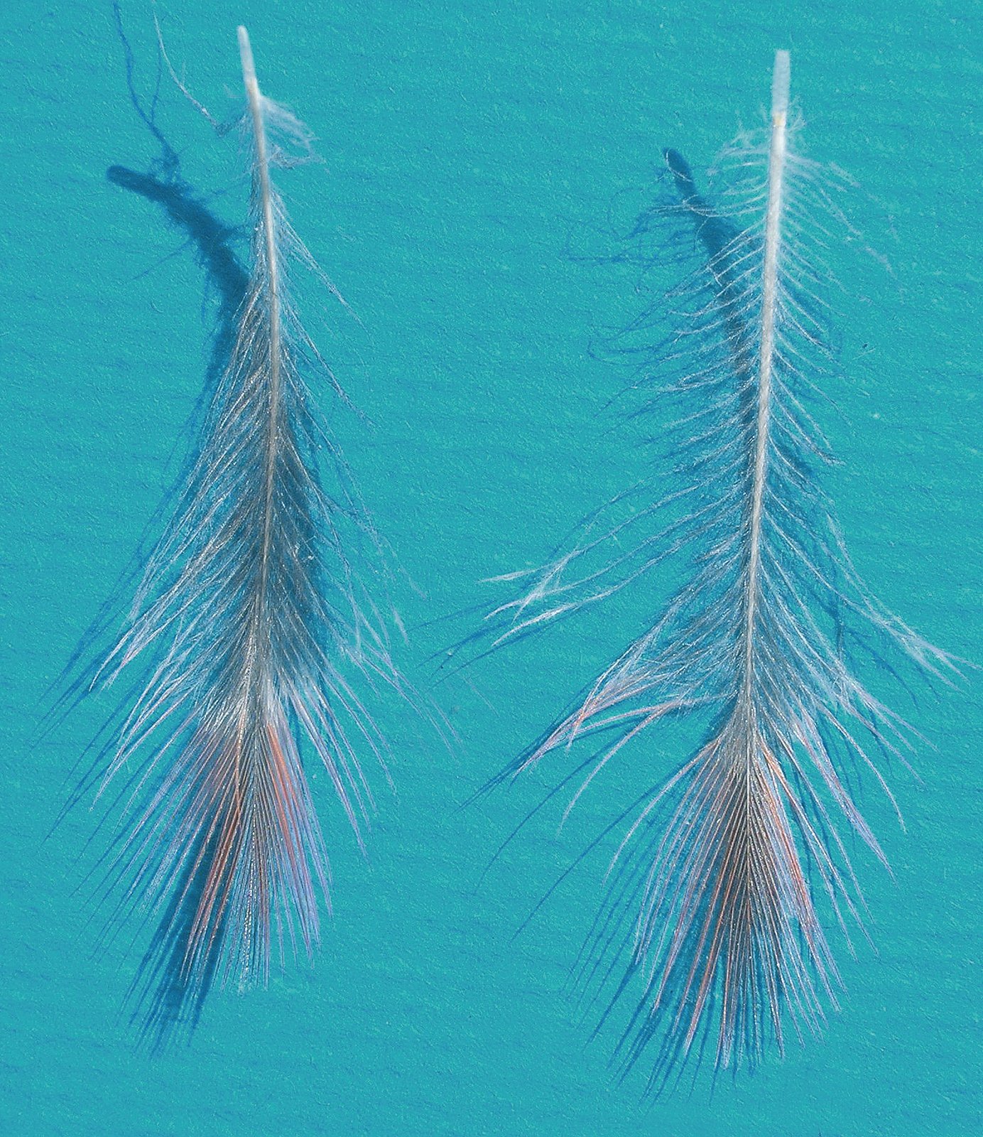 1. Timoneras centrales de Negro Topacio. Son plumas de un ejemplar muy típico. A primera vista, resulta evidente cómo los raquis están despigmentados y las eumelaninas se concentran alrededor del raquis. Apreciable la asimetría de la melanización, con un amplio reborde casi claro, que contornea la pluma por completo. La coloración aparece de un marrón muy oscuro, casi antracita.