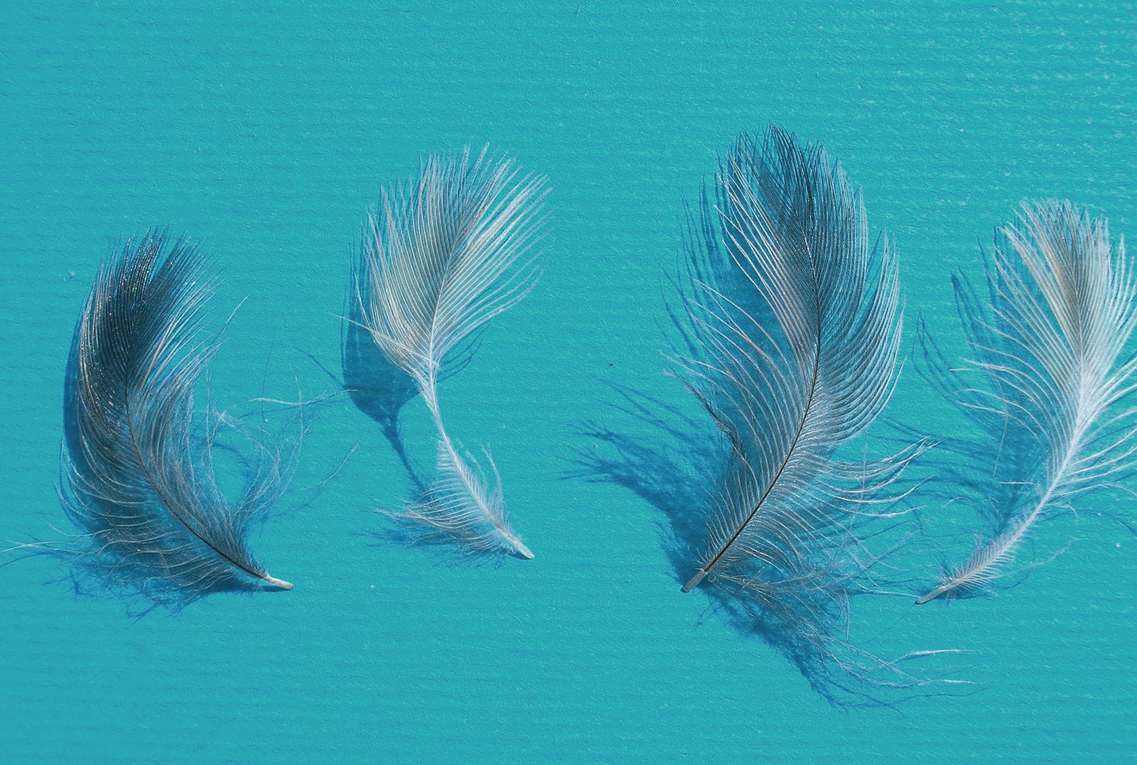 4. Plumas del dorso, en secuencia alterna, de Negro clásico y Negro Topacio, ambos mosaico. Excepcional la confrontación entre el raquis oscuro del Negro y el claro del Topacio. Se aprecia la consistencia melánica del Topacio, que aparece escasa en comparación con la densidad de los pigmentos negros del Negro clásico. En las plumas del Topacio se ven zonas de escasez melánica, casi blancas.