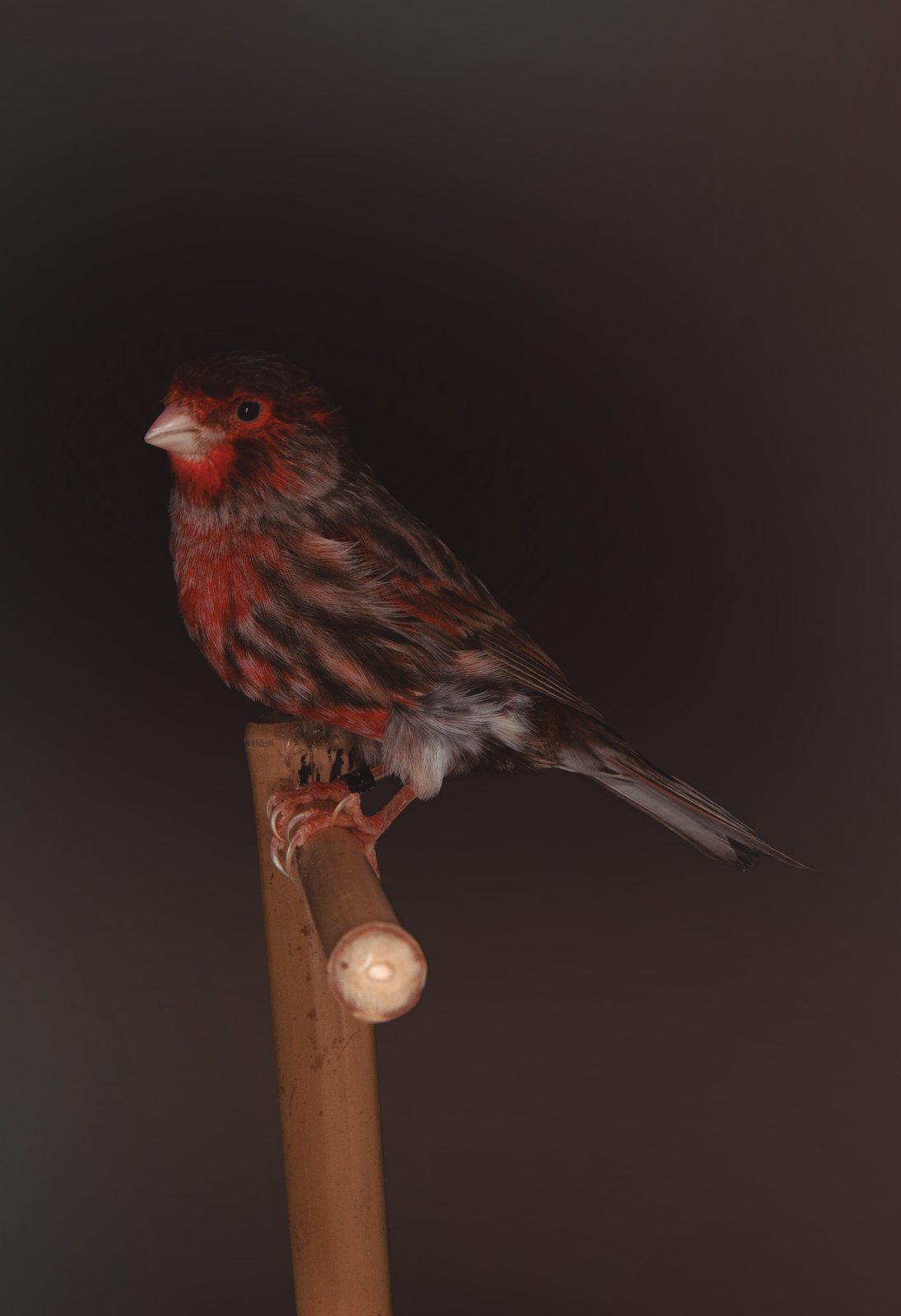 Arriba: Macho Bruno Rojo Mosaico, medalla de plata equipos Campeonato España COM-E, Albacete 2019.