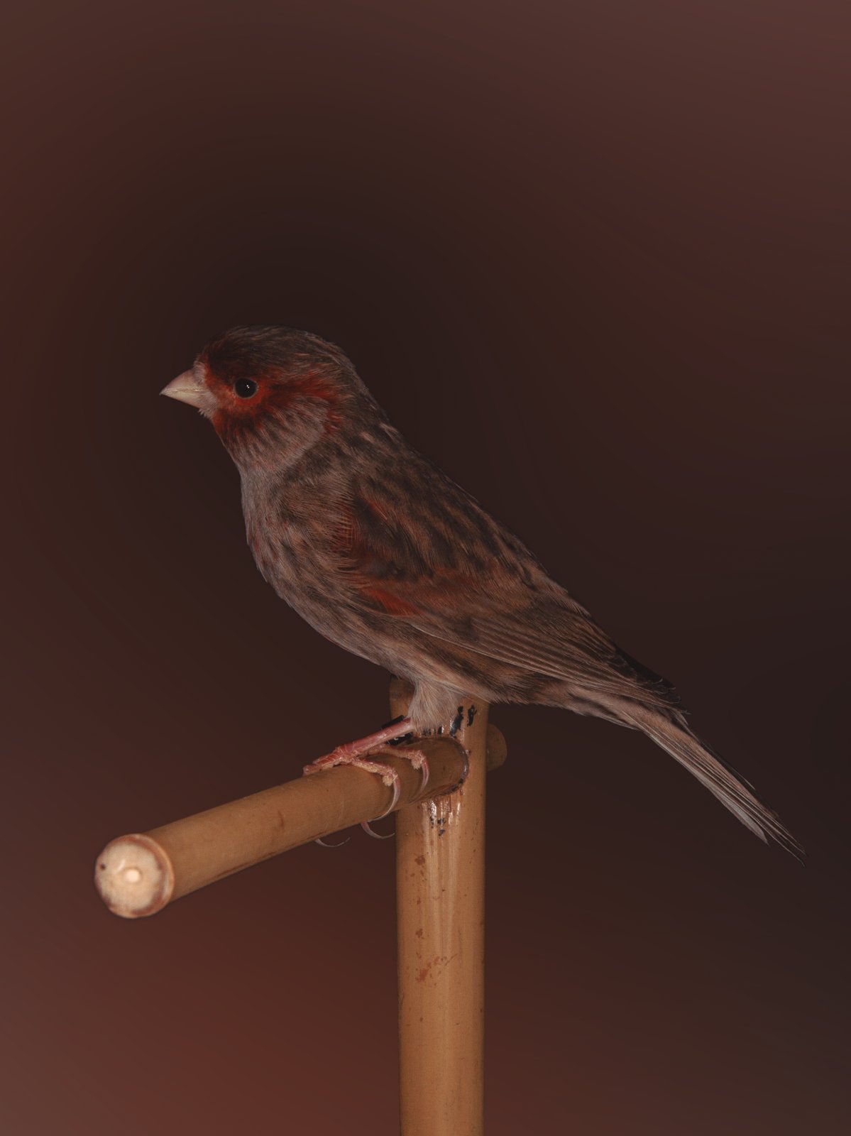 Pág. siguiente izda.: Macho Bruno Cobalto Rojo Mosaico. Esta mutación se transmite genéticamente de forma recesiva, dando un aspecto oscuro, extendiendo el Bruno sobre todo el cuerpo, incluyendo el bajo vientre, independientemente de la categoría.