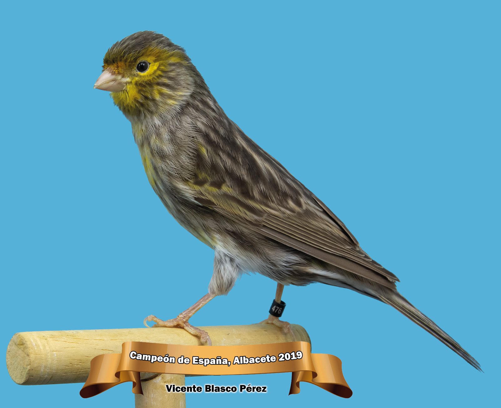 Pág. anterior dcha.: Macho Bruno amarillo Mosaico, medalla de Oro individual, Campeonato de España COM-E Albacete 2019. Foto: Fernando Zamora.