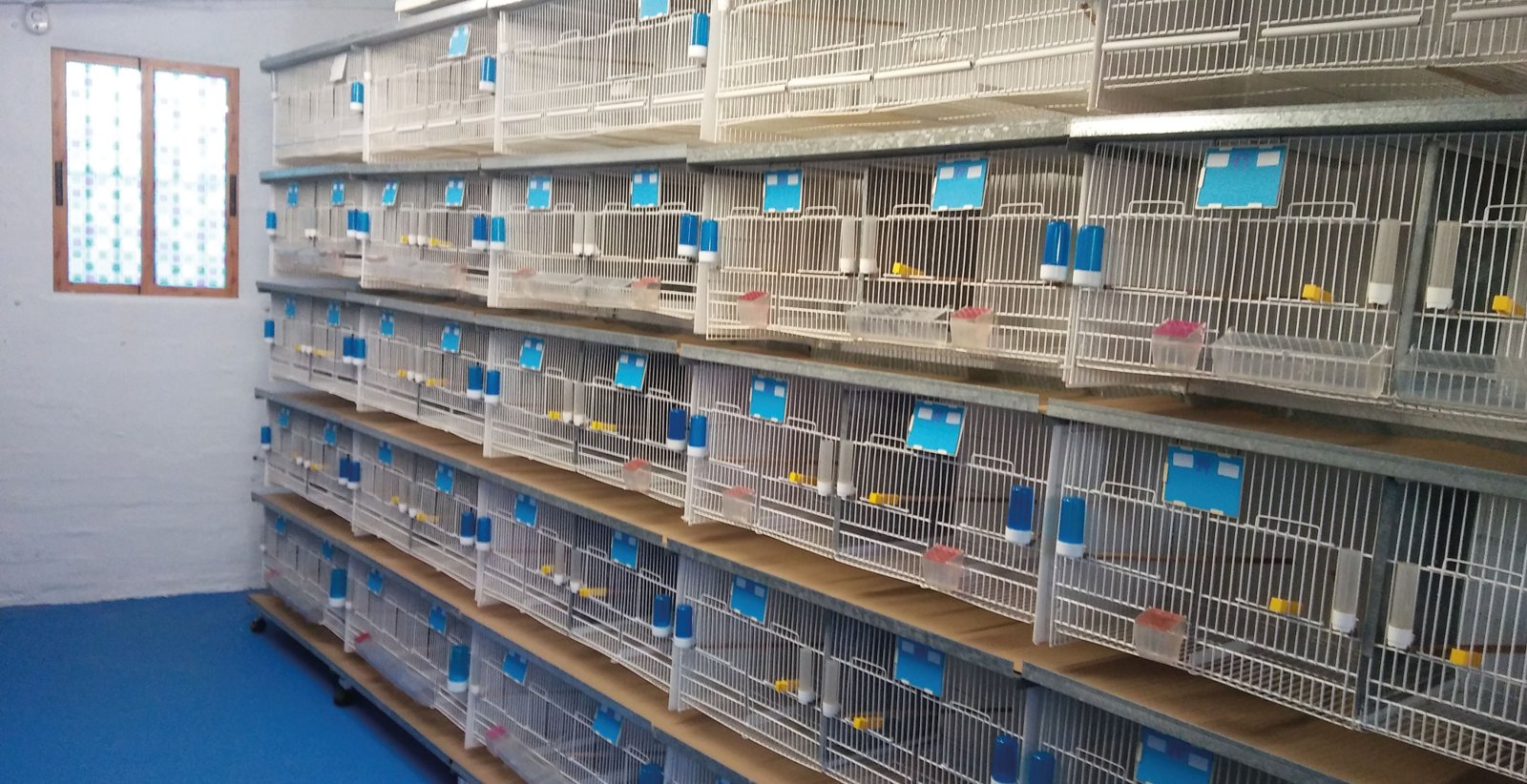 Pág. siguiente: Jaulas dedicadas a la cría de fauna europea mutada y canarios melánicos brunos.