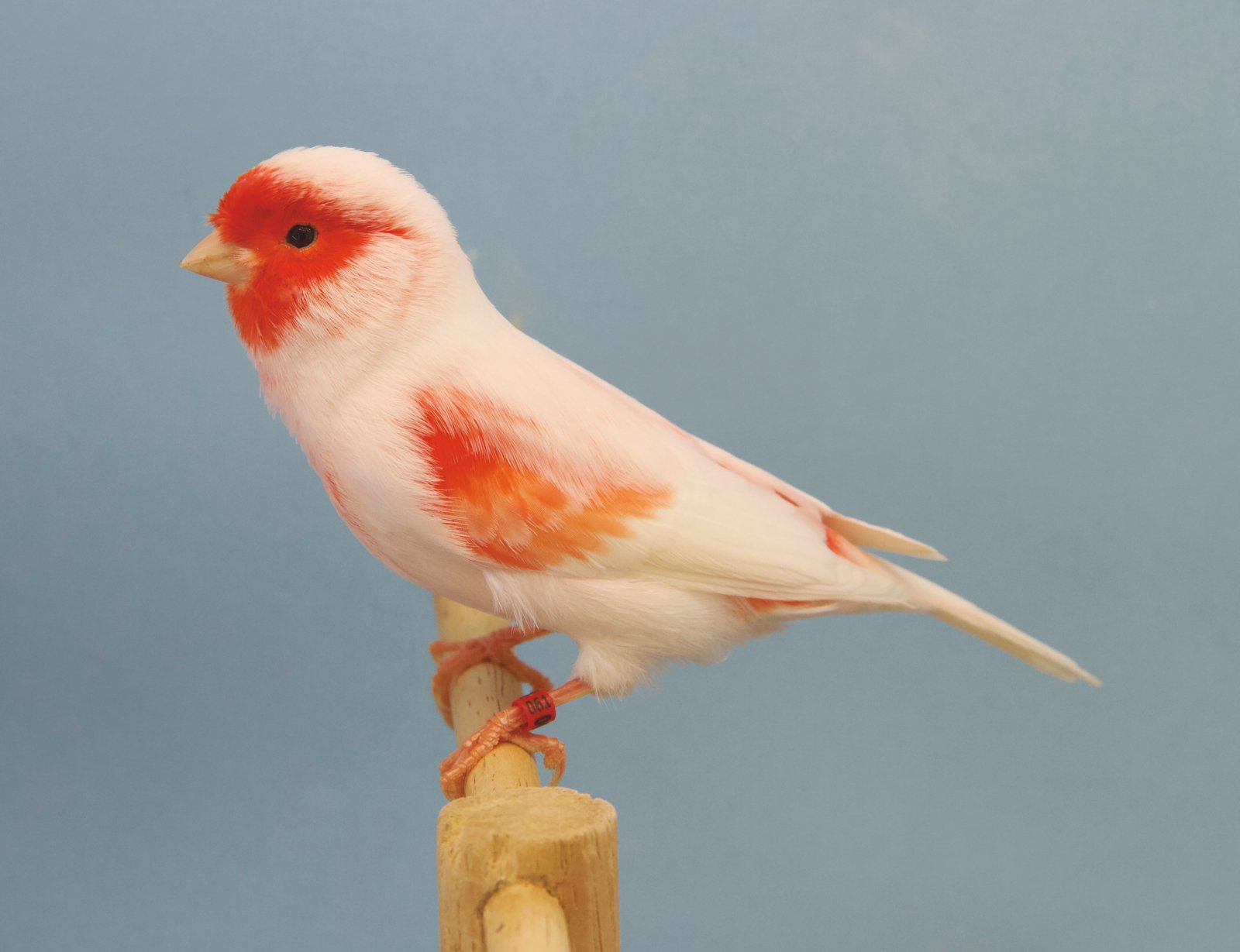 Arriba: Canario lipocromo macho, mosaico rojo, del criador Juan Ángel Hermosa.