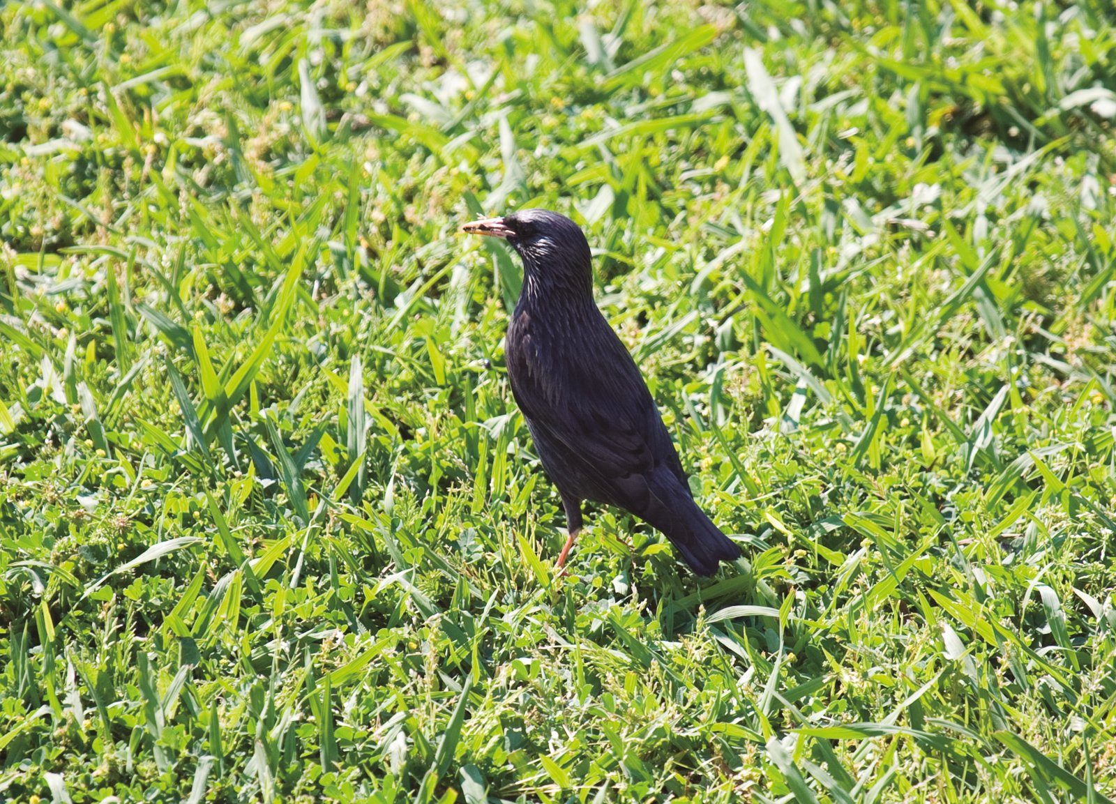 Estornino negro