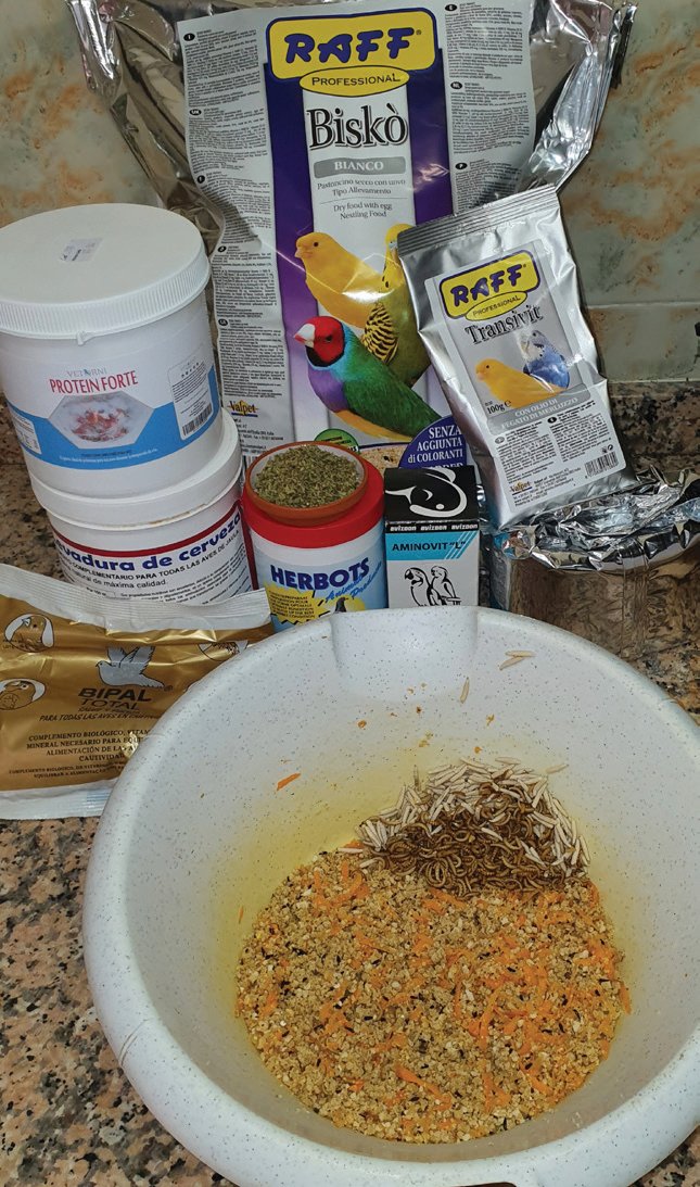 preparo una pasta de cría a base de cous-cous y pasta seca con adición de complementos vitamínicos, orégano y zanahoria rallada, además de los imprescindibles gusanos Buffalo y Pinki como se aprecia en la foto. Una vez emancipados, pasta mórbida blanca con espirulina y Bipal total. La bañera imprescindible y si es a diario mejor.
