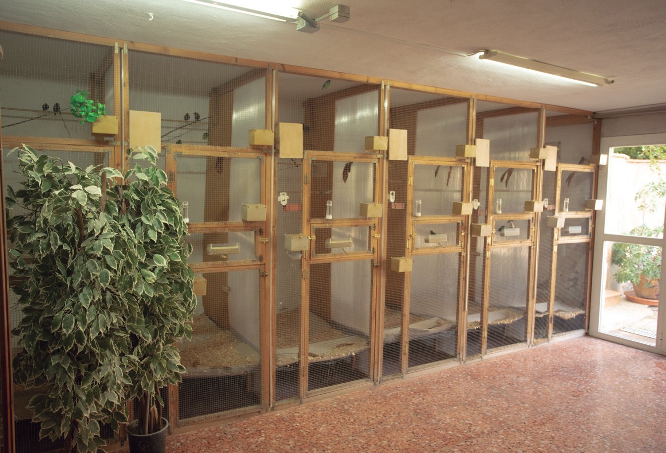 Zona interior de jaulas para los Goulds y Forbes así como nodrizas, con luz artificial pero soleado por las mañanas.
