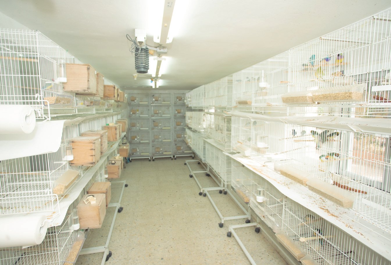 Zona interior de jaulas para los Goulds y Forbes así como nodrizas, con luz artificial pero soleado por las mañanas.