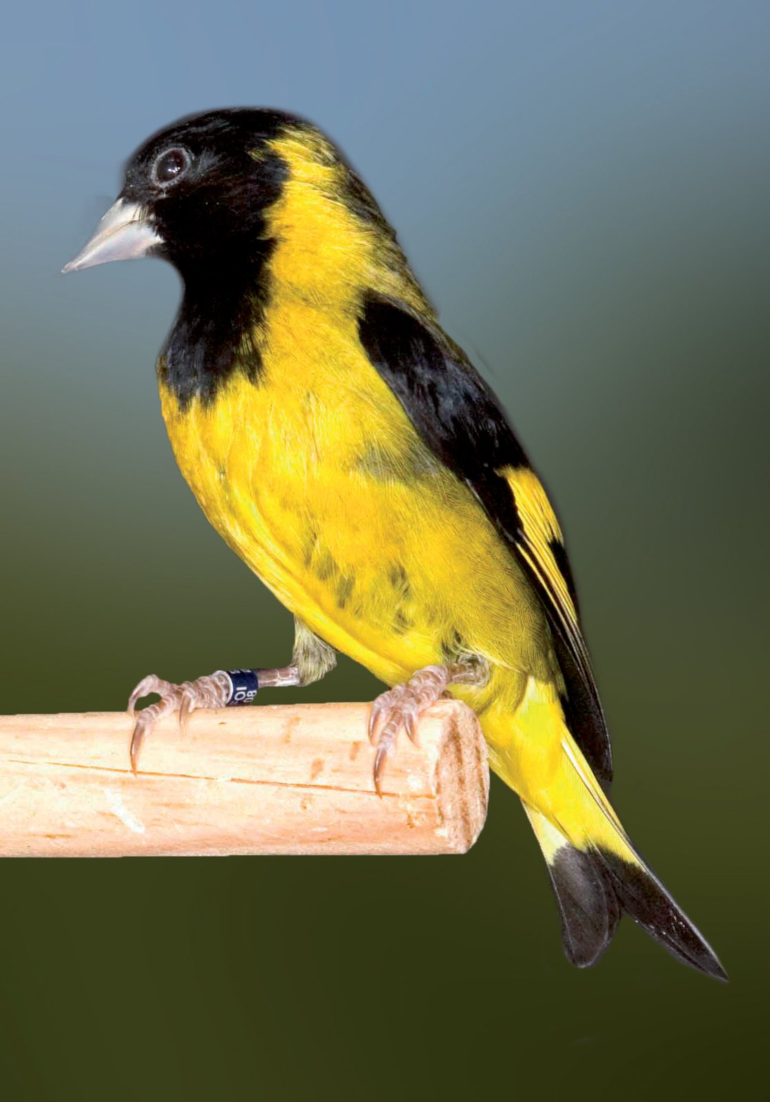 Dos ejemplares macho de Cabecita negra de pecho negro (Carduelis notata). Aviario: Miquel Cifre Campomar.