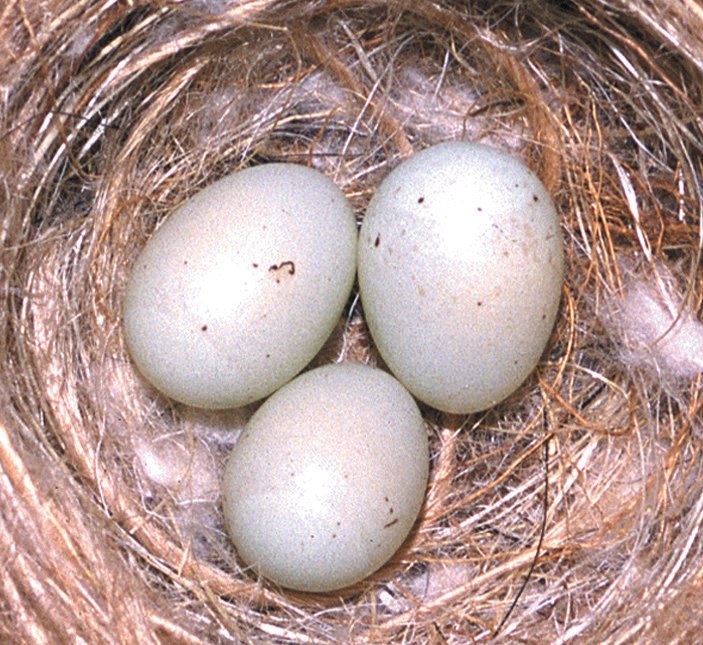 Nido y huevos de Carduelis notata.
