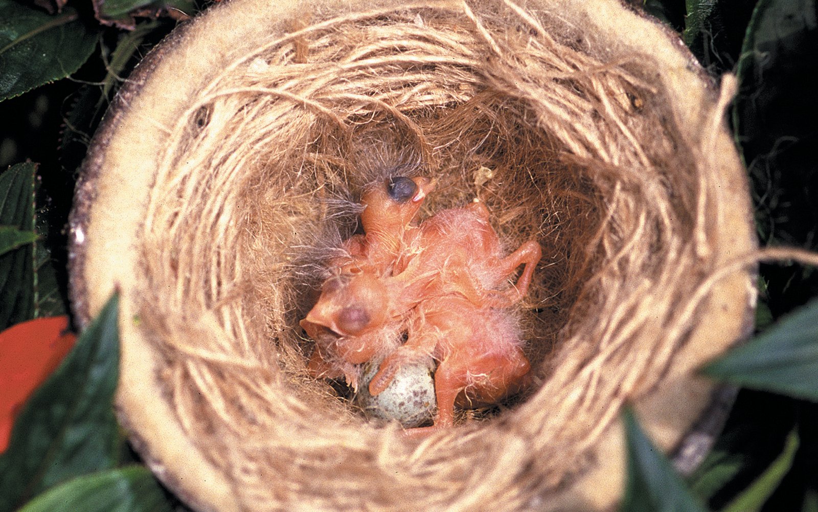 Nidáceas de Carduelis notata a las pocas horas de su nacimiento.