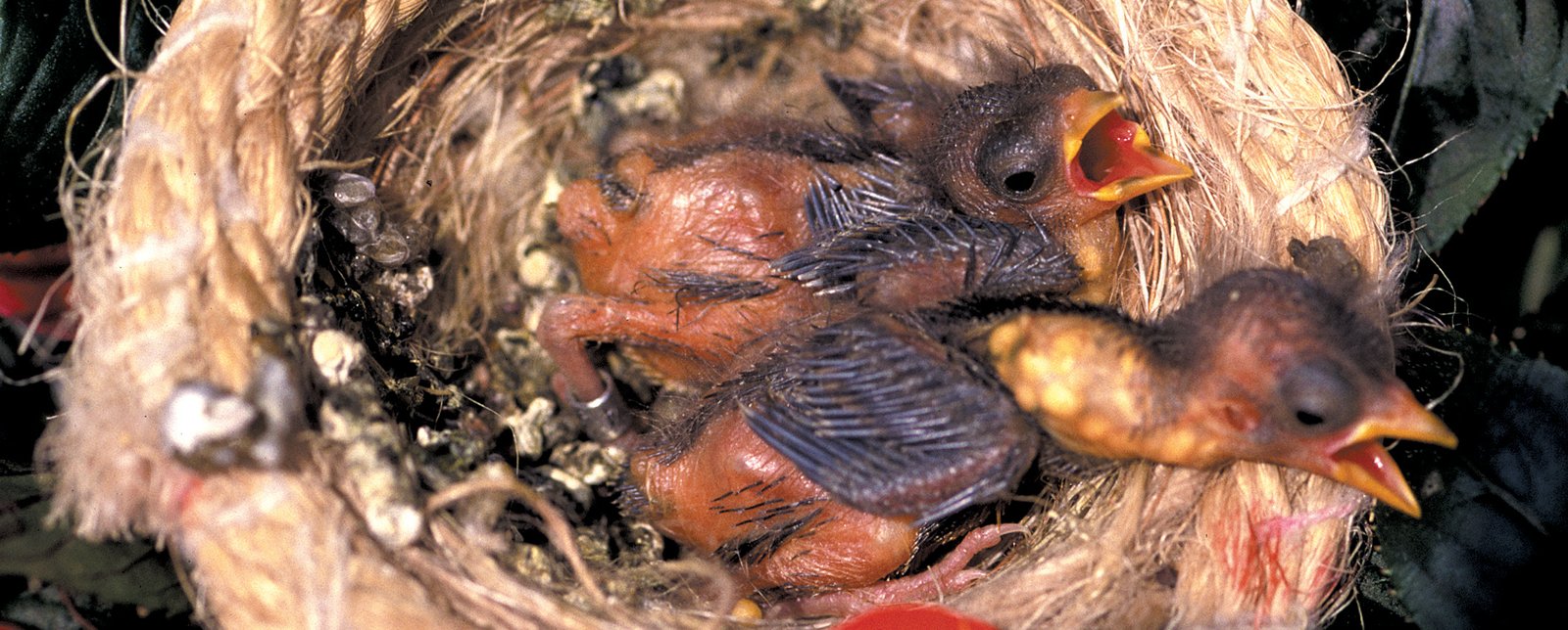 Pollos de alrededor de una semana, ya anillados. La hembra de esta especie es una madre afectuosa y alimenta incansablemente a su prole, con lo que el crecimiento de los pequeños, siempre con el buche lleno, es rapidísimo.