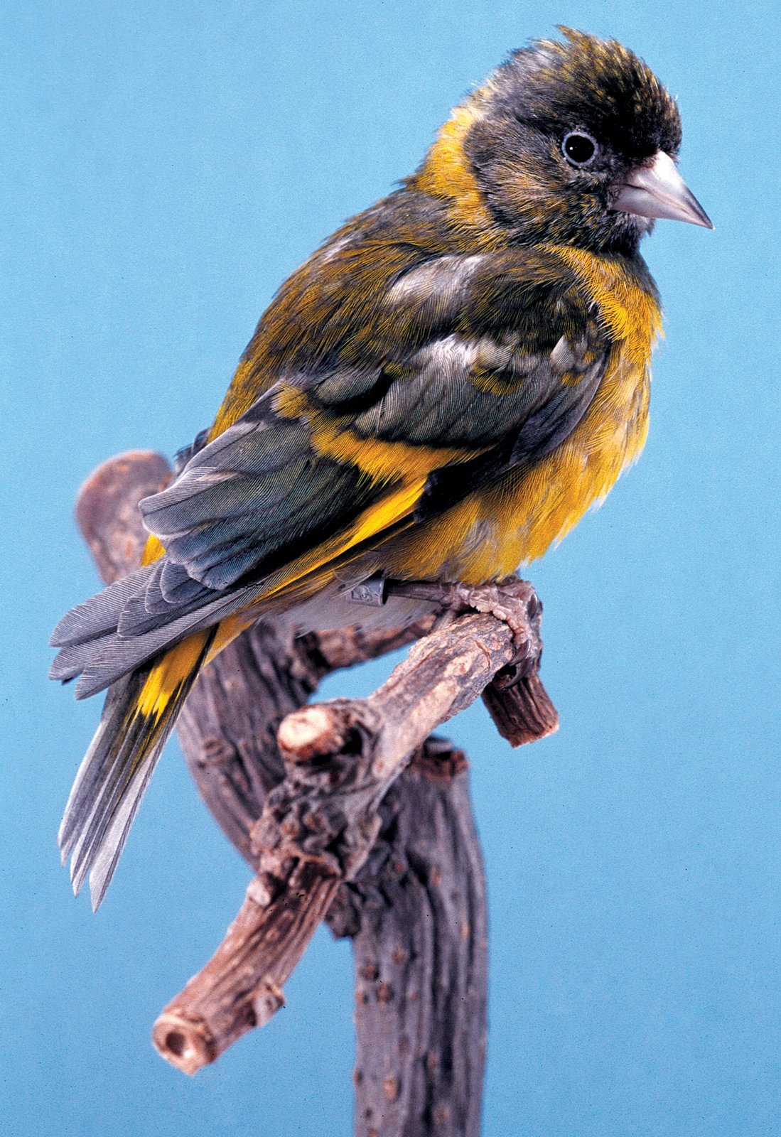 Hembra de Carduelis notata diluida simple factor.