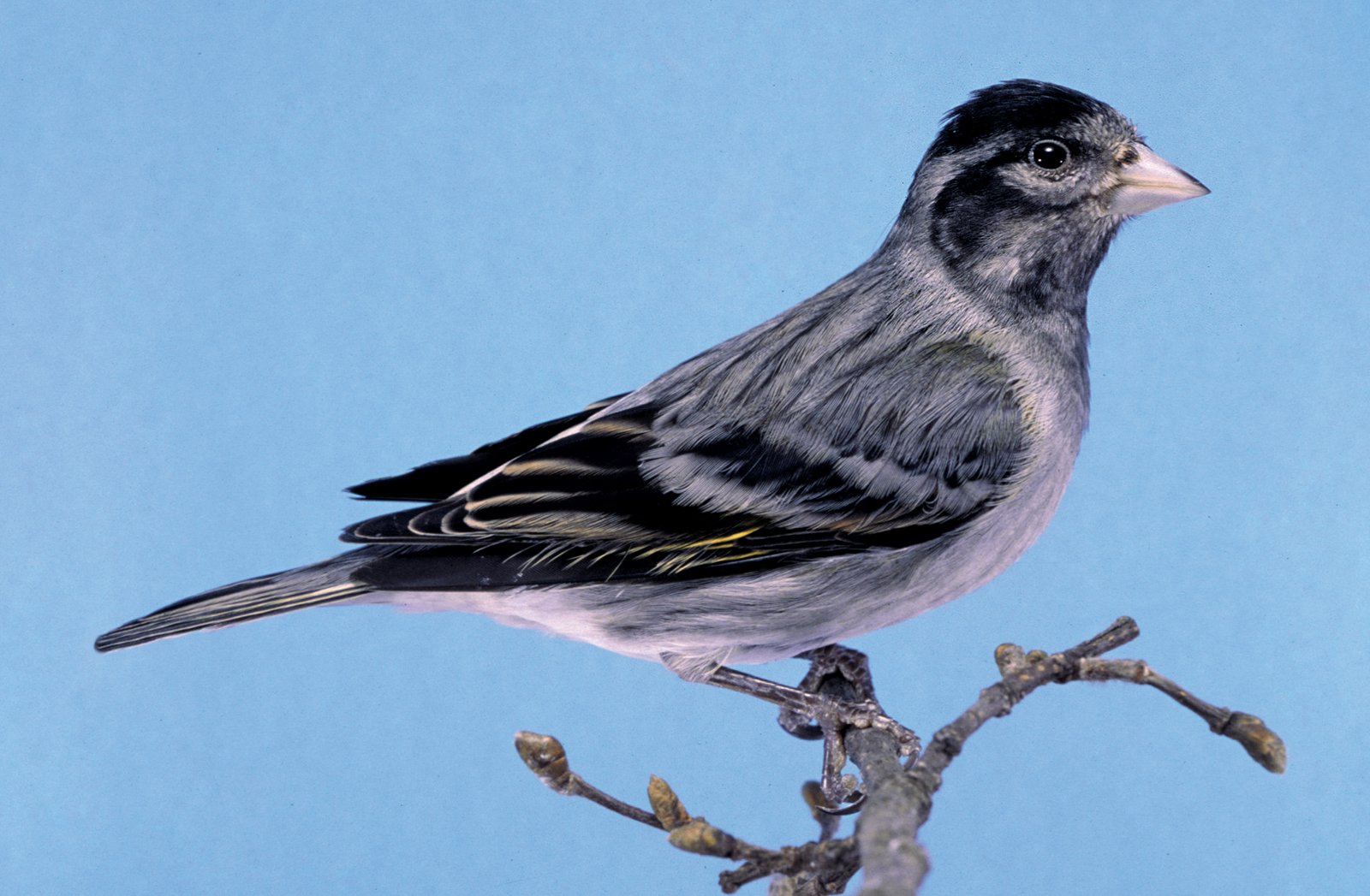 Híbrido de Carduelis notata Canaria negra de lipocromo blanco dominante