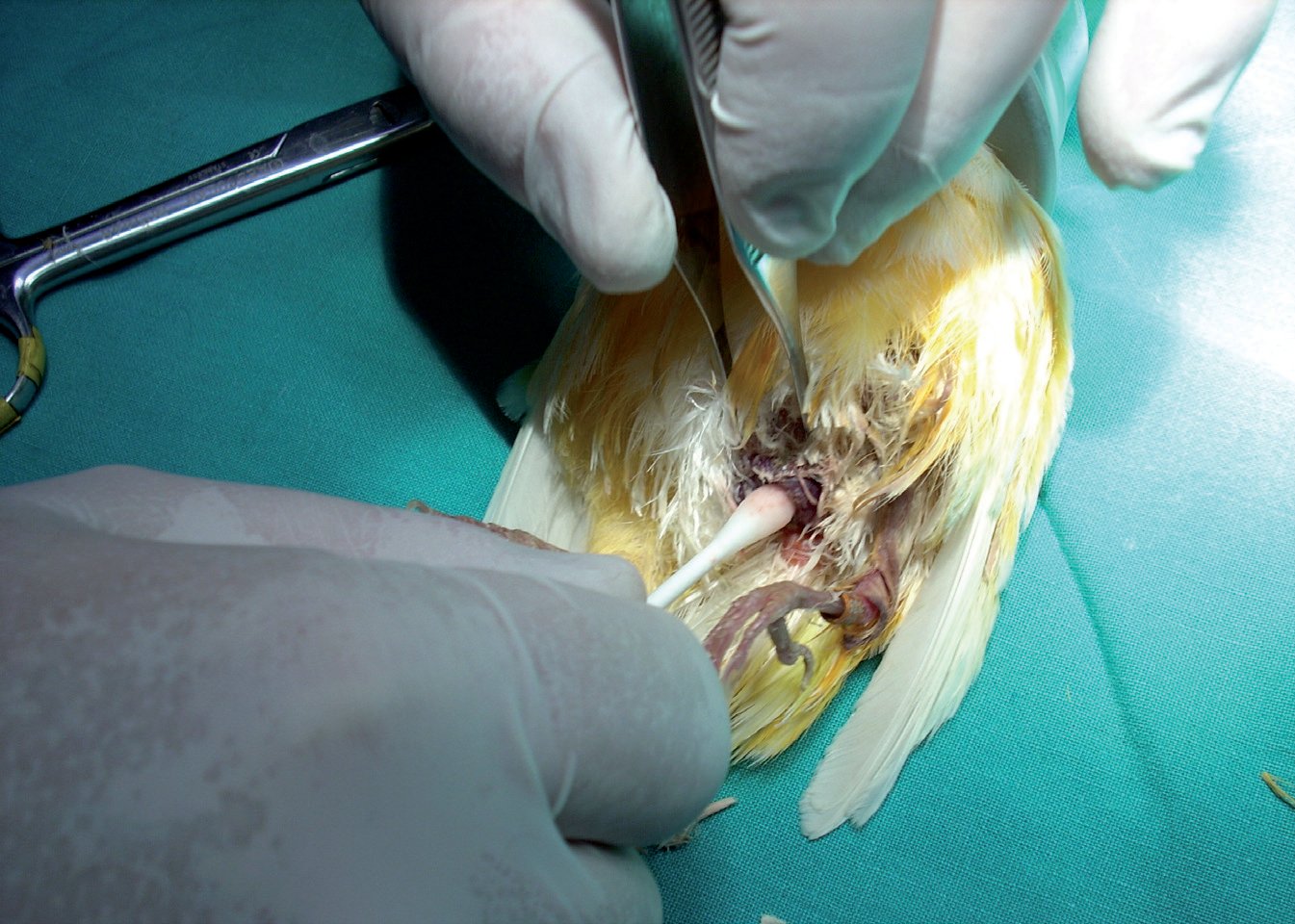 Recolocación del tejido prolapsado durante el procedimiento veterinario.