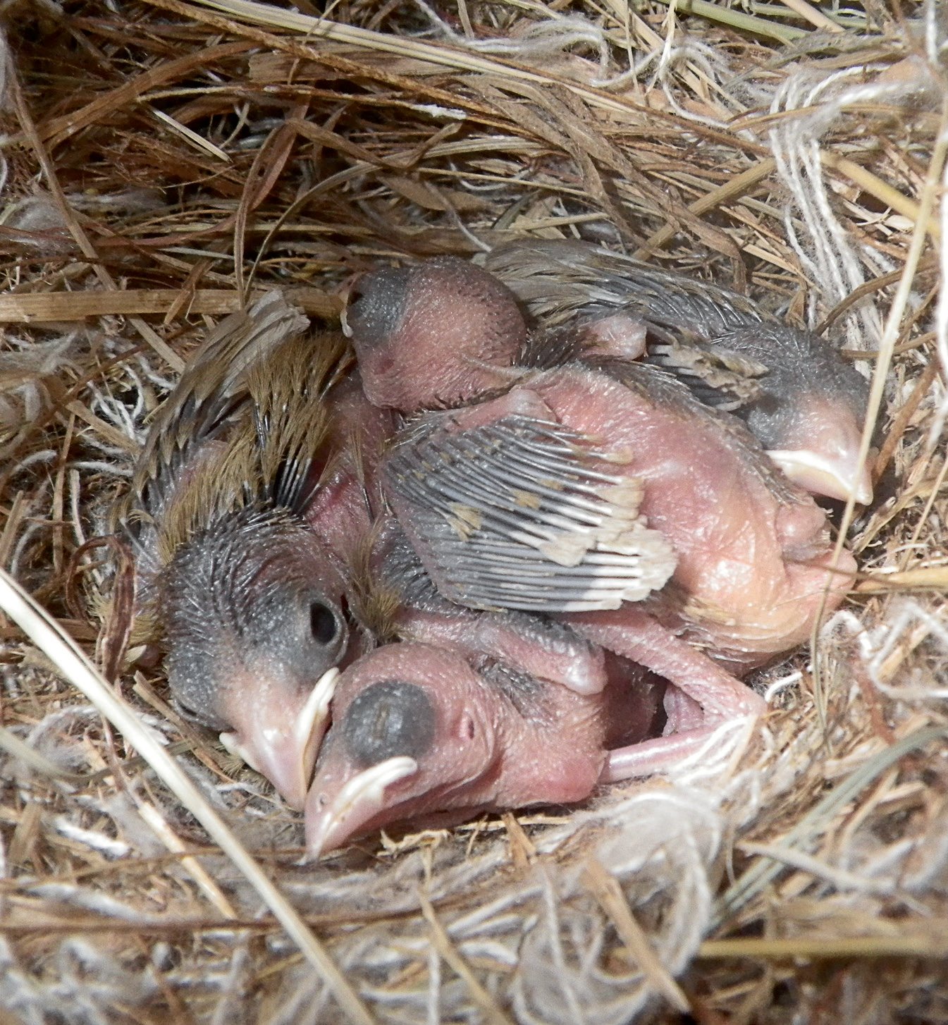 Cuatro pollos brunos.