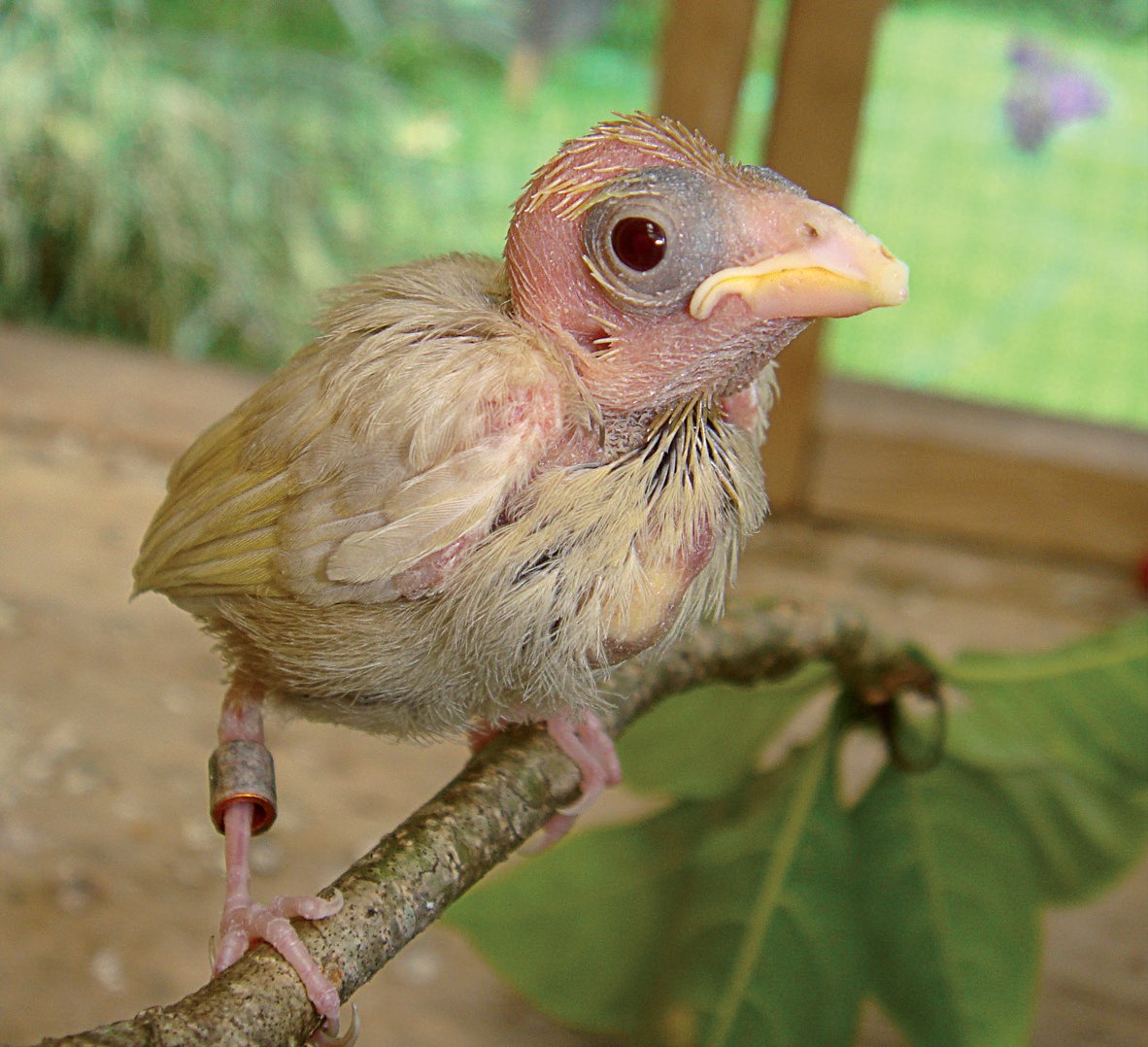 Hembra topacio nacida en 2010, cuando tenía unos 10 días.
