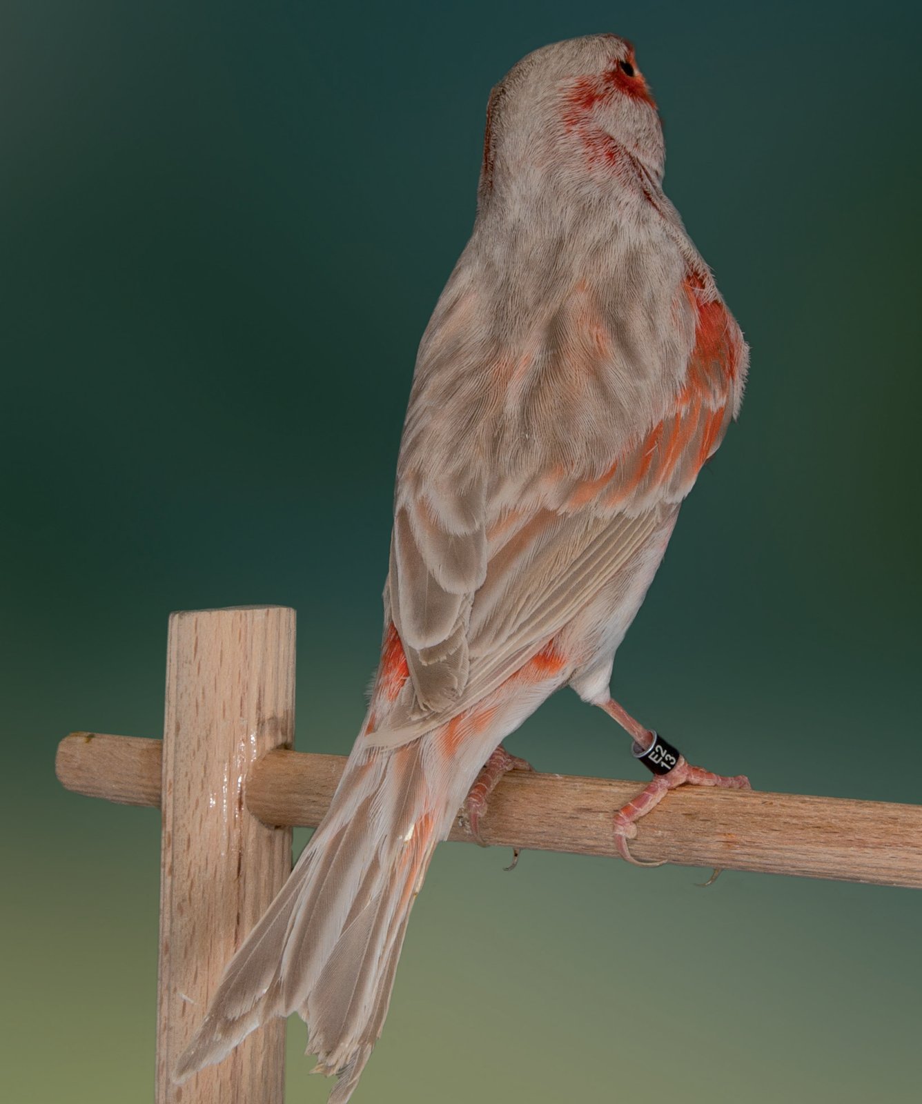 Vista dorsal y lateral de un mismo ejemplar Bruno Pastel, que fenotípicamente se adapta al estándar español, presentando estrías eumelanicas clásicas de la serie melánica Bruna, perfectamente visibles, y una mínima presencia de feomelanina. Plata Nacional FOCDE 2013, con 90 puntos. Criador: Pedro Marqués Casasnovas.