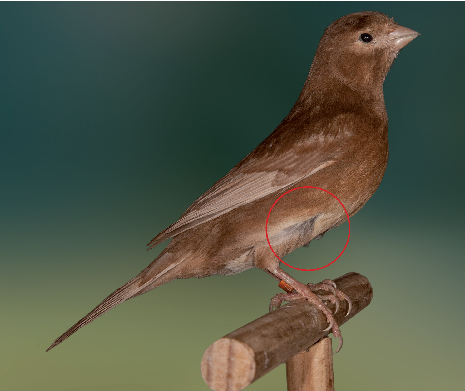 El mismo ejemplar de la página anterior. Un dato importante que tratamos en este artículo es el color de la eumelanina: el subplumaje delata el color negro de la eumelanina; en este caso ahí la feomelanina no interfiere. Oro Nacional COE 2010, con 93 puntos. Criador: Pedro Febrer Gomila.