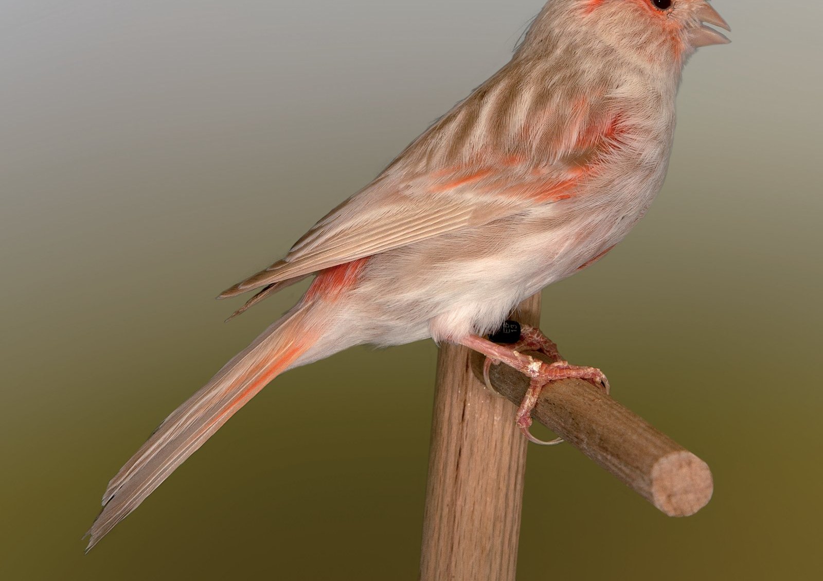 Detalle del dorso de un macho Bruno Satiné Rojo mosaico. Aviario: Ricardo Rodríguez Nadales.