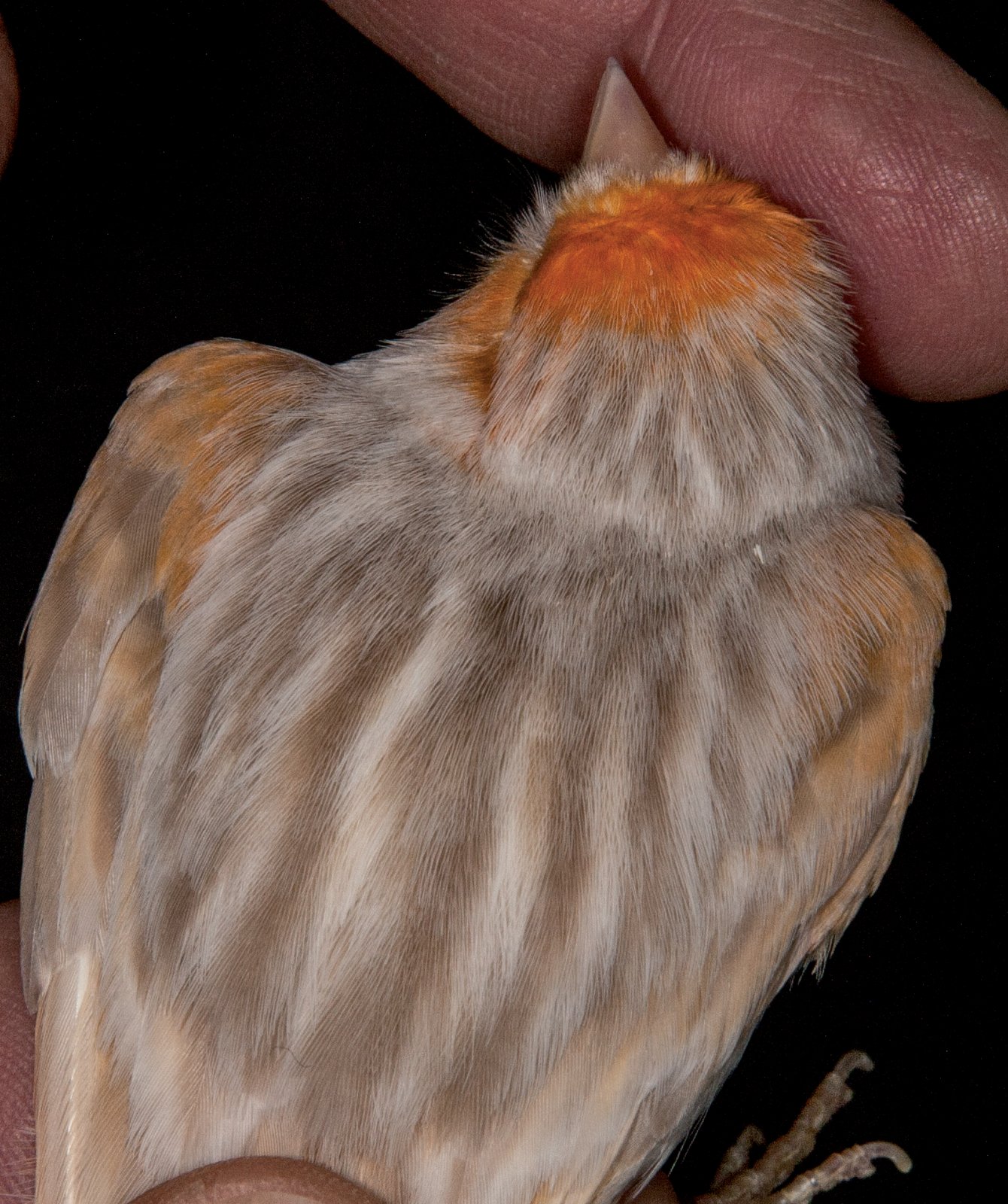 Magnífico ejemplar de Bruno Satiné Rojo mosaico hembra. Aviario: Ricardo Rodríguez Nadales.