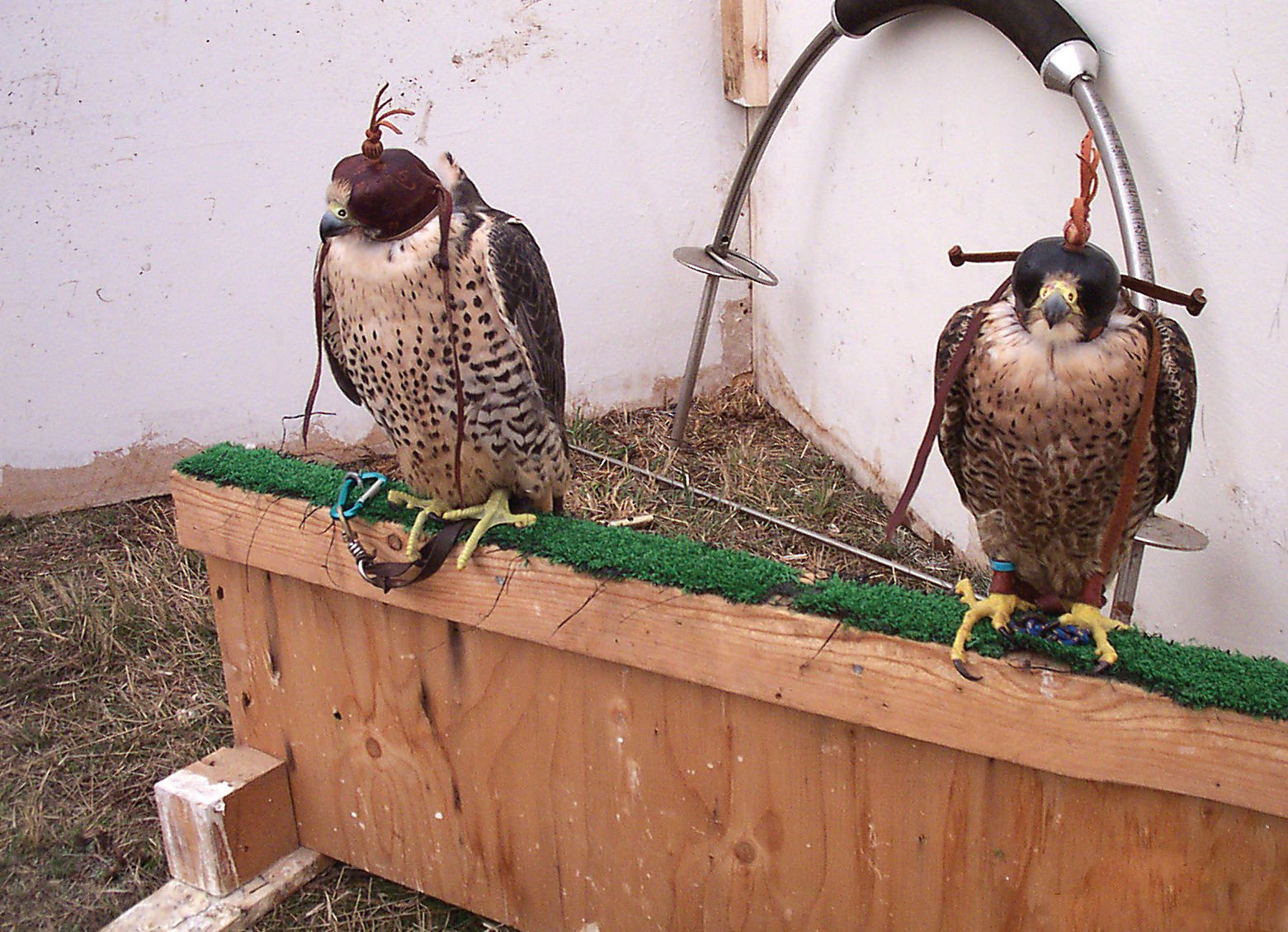Las aves de presa son propensas a sufrir esta patología, debido a que pasan mucho tiempo paradas sobre los posaderos y sobrecargan las almohadillas plantares.