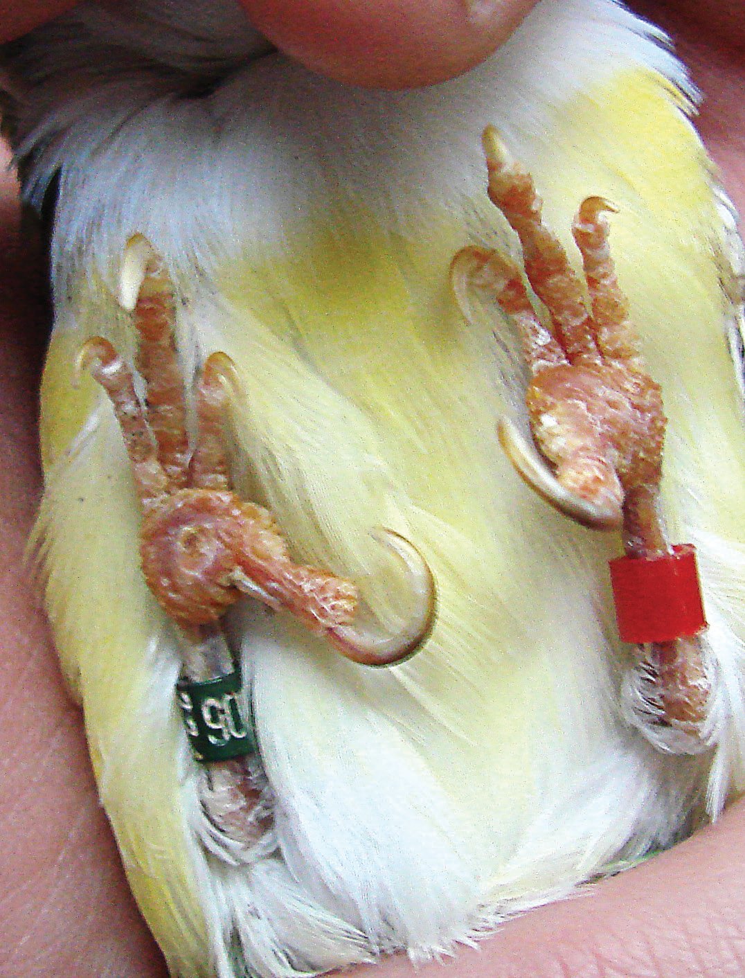 Pododermatitis bilateral en un Diamante de Gould.