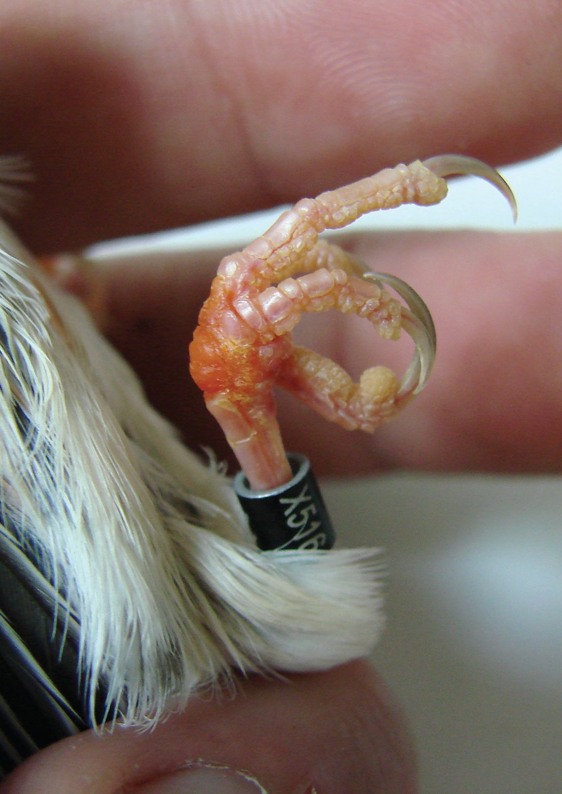 Inflamación articular localizada, secundaria a una pododermatits plantar. Puede observarse claramente el enrojecimiento de la piel, que nos indica que existe inflamación interna de la articulación. Si no se resuelve rápidamente el proceso, derivará en pus.