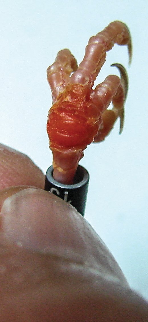 Inflamación articular localizada, secundaria a una pododermatits plantar. Puede observarse claramente el enrojecimiento de la piel, que nos indica que existe inflamación interna de la articulación. Si no se resuelve rápidamente el proceso, derivará en pus.