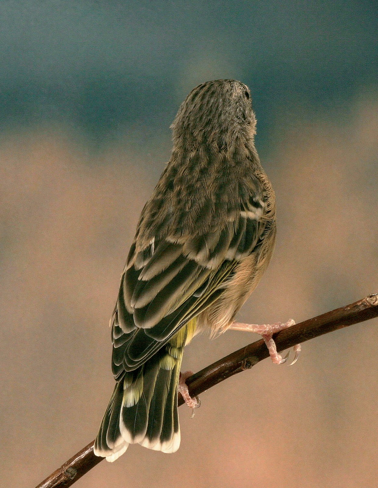 Pareja de Serinus citrinipectus. A destacar el típico diseño dorsal y el característico ápice blanco de las timoneras.