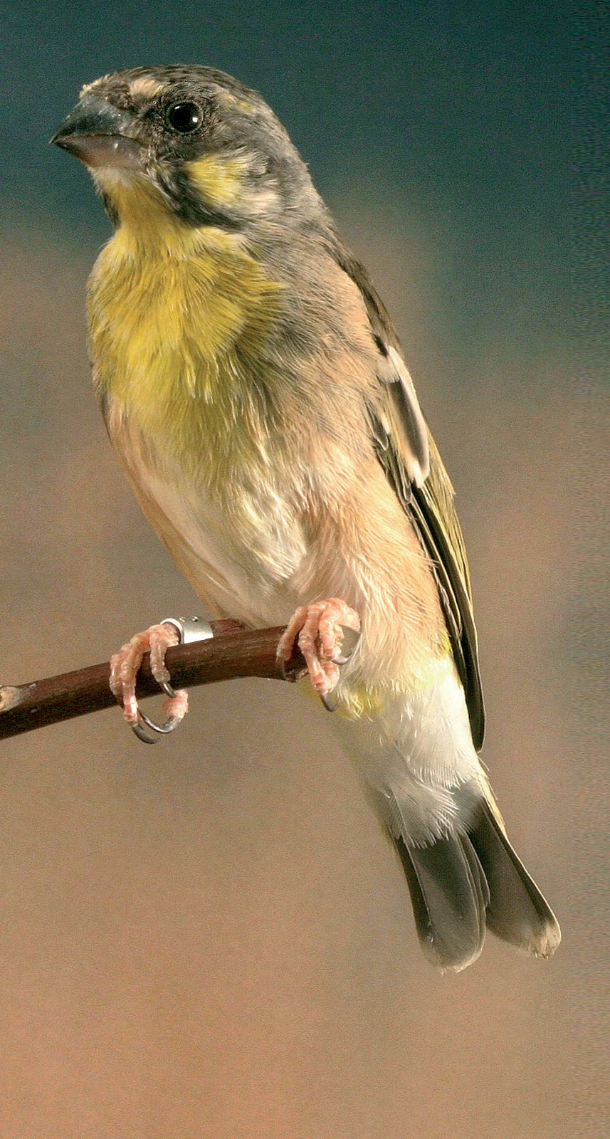 Pareja de Serinus citrinipectus. A destacar el típico diseño dorsal y el característico ápice blanco de las timoneras.