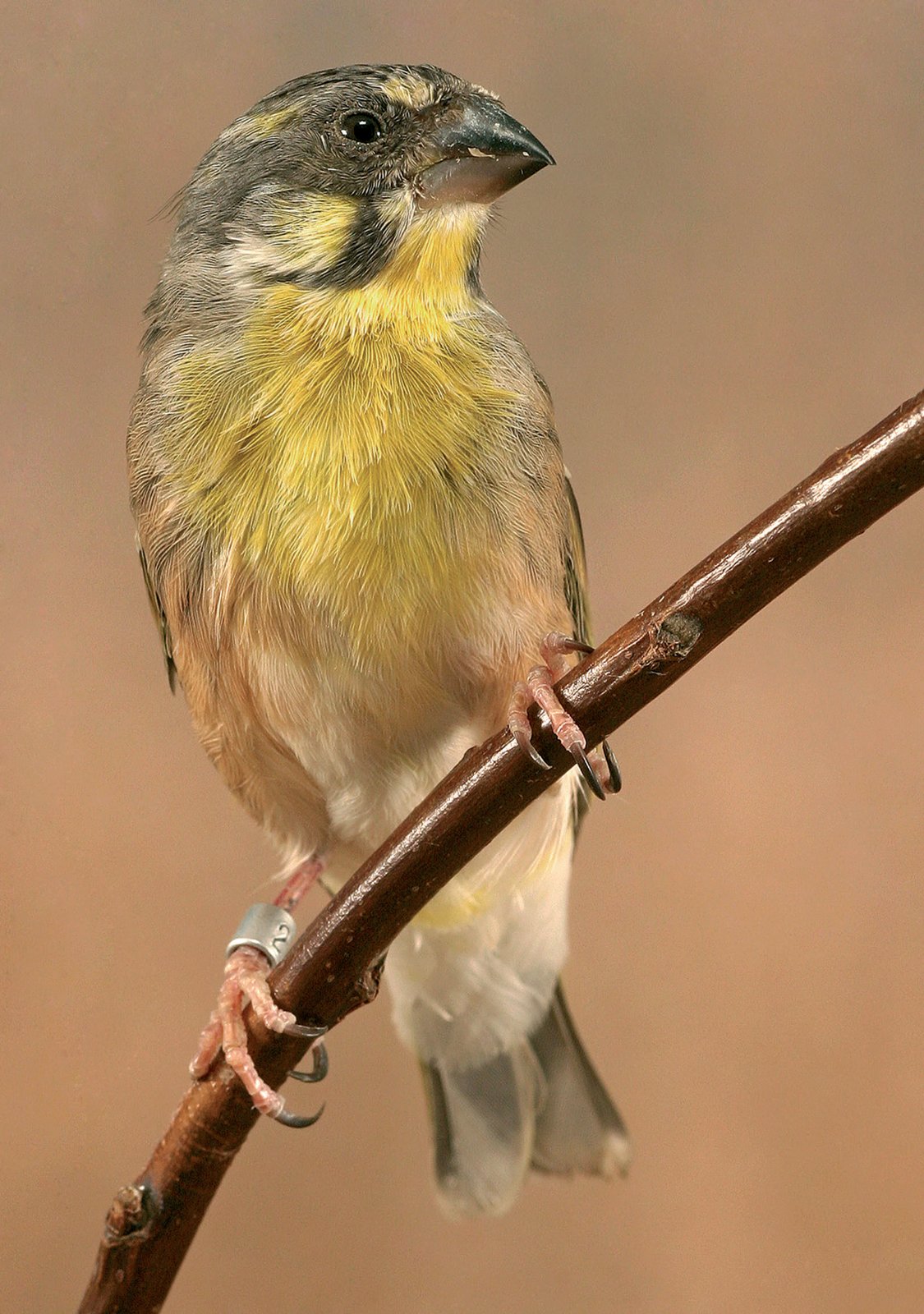 Canario de pecho amarillo (Serinus citrinipectus).