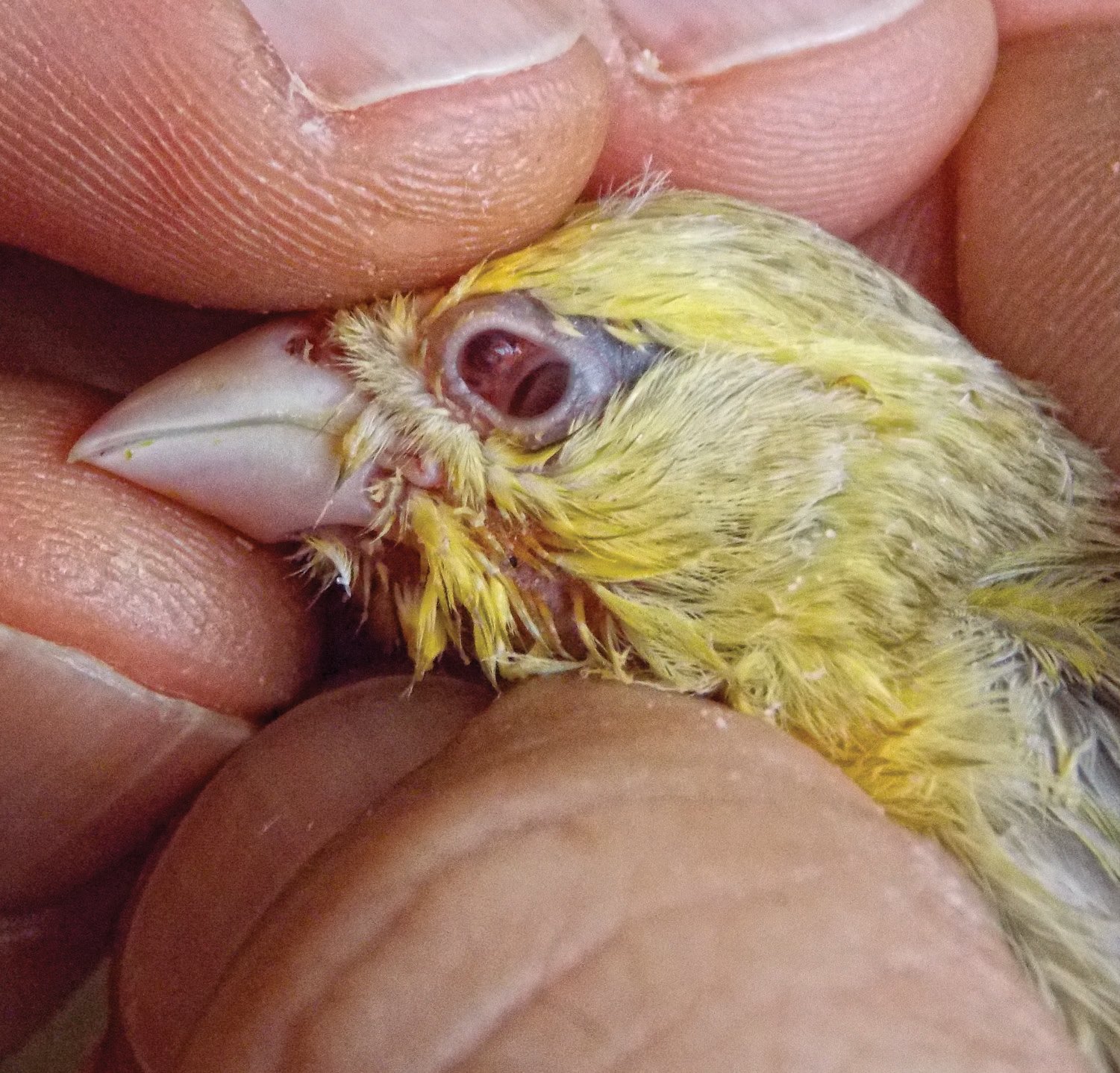 Canario Negro Eumo Amarillo Intenso del caso clínico de doble globo ocular.