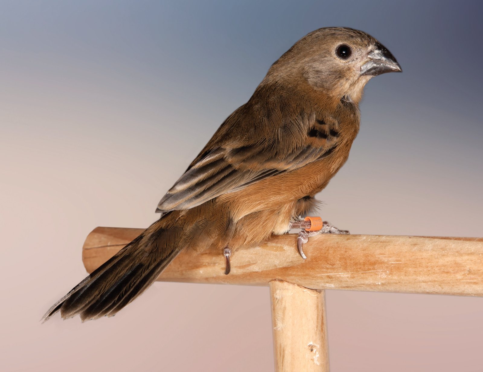 Hembra de Sporophila collaris melanocephala.