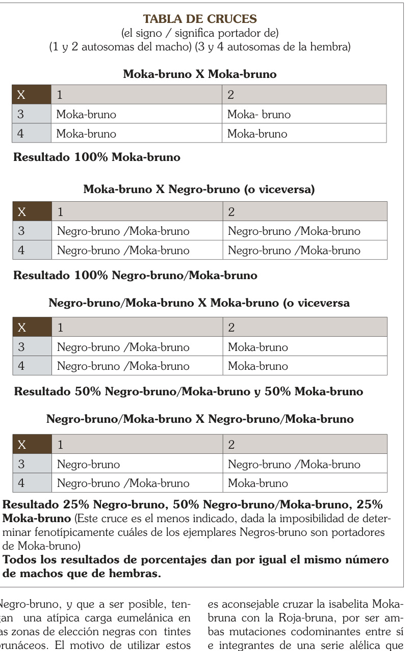 Tabla original de cuatro cruces de la Isabelita Moka-bruno: porcentajes, portadores y autosomas de macho y hembra. Resultado 25% Negro-bruno, 50% Negro-bruno/Moka-bruno, 25% Moka-bruno (Este cruce es el menos indicado, dada la imposibilidad de determinar fenotípicamente cuáles de los ejemplares Negros-bruno son portadores de Moka-bruno) Todos los resultados de porcentajes dan por igual el mismo número de machos que de hembras.