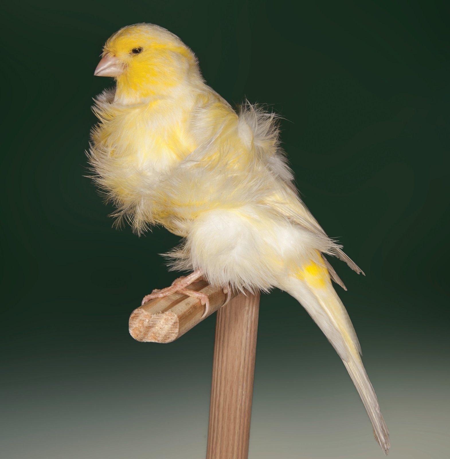 Padovano amarillo cabeza lisa. A destacar la evidente separación entre las plumas del pecho y las del abdomen. Criador: Manuel Díaz Gómez. Foto: Javier Mas.