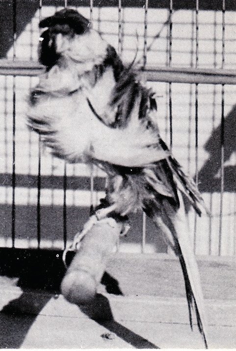 Antigua foto histórica de uno de los primeros Padovanos nacidos en 1969. A destacar el amplio espacio vacío (separación) entre las plumas del pecho y las del abdomen y el porte muy erguido. Todo ello contribuye a conferirle la típica elegancia de esta Raza.