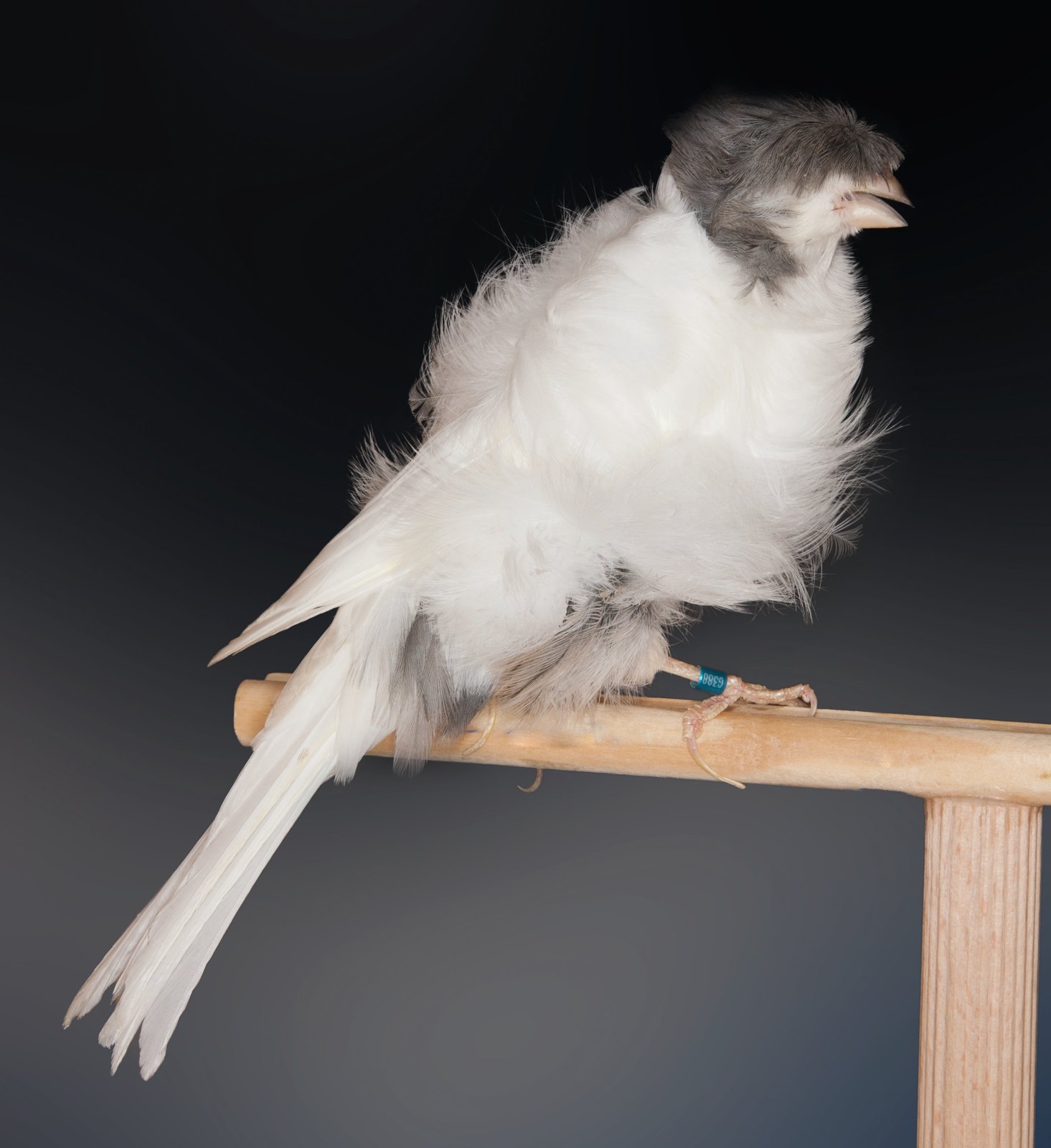 Padovano blanco dominante con moña y laterales del cuello pizarra. Manchas oscuras pizarra a los lados del abdomen y una pluma de gallo del mismo color. Se llega a ver el dorso, con los dos hombros simétricos abiertos sobre los dos lados, como un libro abierto. Collar evidente. Ejemplar con plumaje adecuadamente desarrollado, pero no demasiado voluminoso, lo que le confiere la elegancia típica de esta espléndida Raza. Un plumaje demasiado voluminoso lo haría parecerse a un Rizado de París e impediría que se manifestasen las características de un Padovano verdaderamente típico. Moña lisa y no rizada; vacío evidente entre las plumas del pecho y las de abdomen; collar bajo, que favorece las mejillas y el cuello, que deben ser lisos y no rizados. Porte erecto. Ejemplar Campeón del mundo 2012. Criador: Manuel Díaz Gómez. Foto: Javier Mas