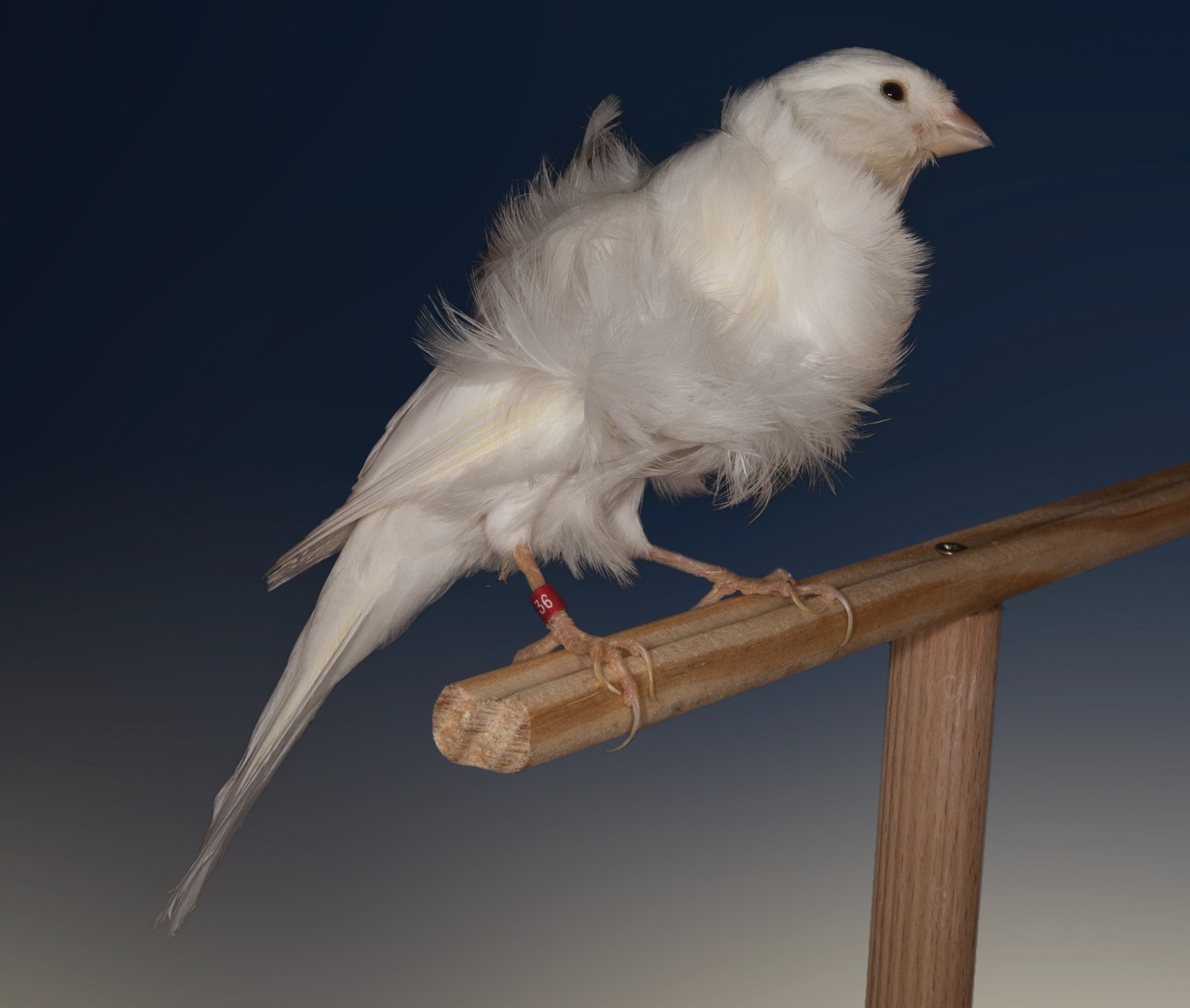 Padovano Cabeza lisa blanco. Virtudes: gargantilla bien evidente, incluso por la parte posterior; buena la separación entre las plumas del pecho y del abdomen, flancos de dimensiones correctas. Defectos: falta de hombros, ausencia de plumas de gallo. Criador: Manuel Díaz Gómez. Foto: Javier Mas.