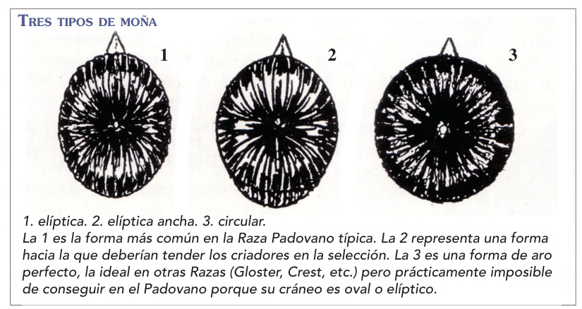 1. elíptica. 2. elíptica ancha. 3. circular. La 1 es la forma más común en la Raza Padovano típica. La 2 representa una forma hacia la que deberían tender los criadores en la selección. La 3 es una forma de aro perfecto, la ideal en otras Razas (Gloster, Crest, etc.) pero prácticamente imposible de conseguir en el Padovano porque su cráneo es oval o elíptico.