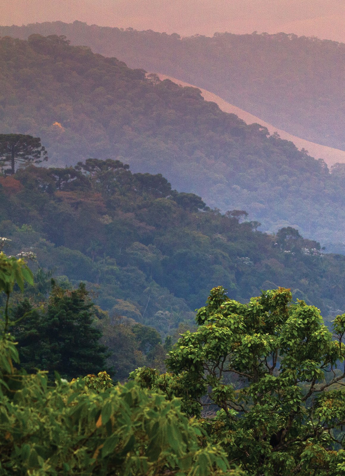 Paisaje forestal que abre el artículo Tangaras.