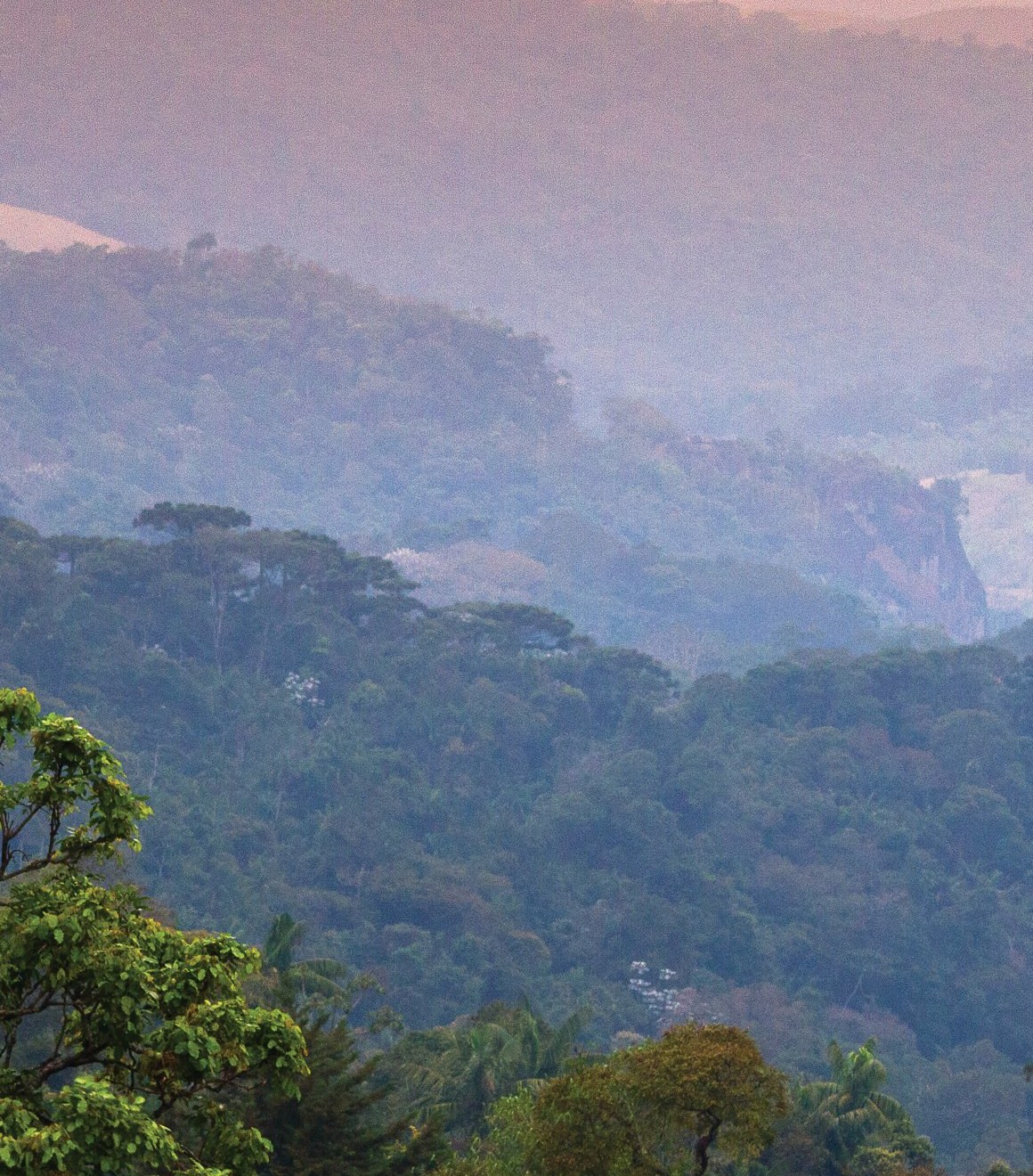 Paisaje forestal de la apertura del artículo.