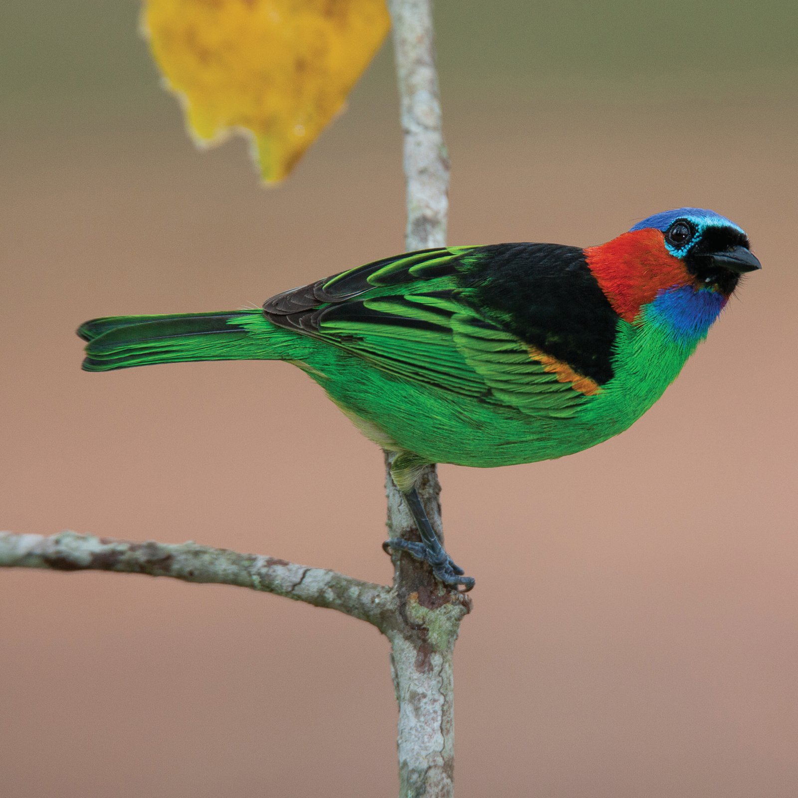 Tangara cyanocephala.