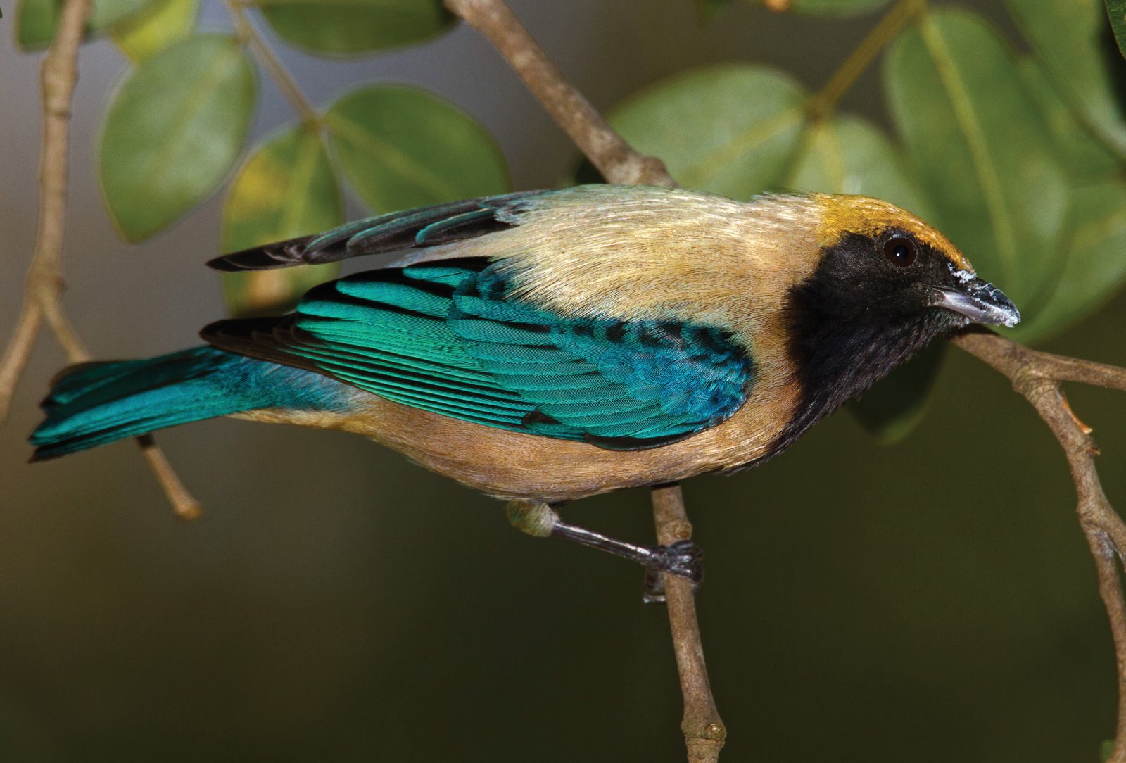 Tangara cayana.