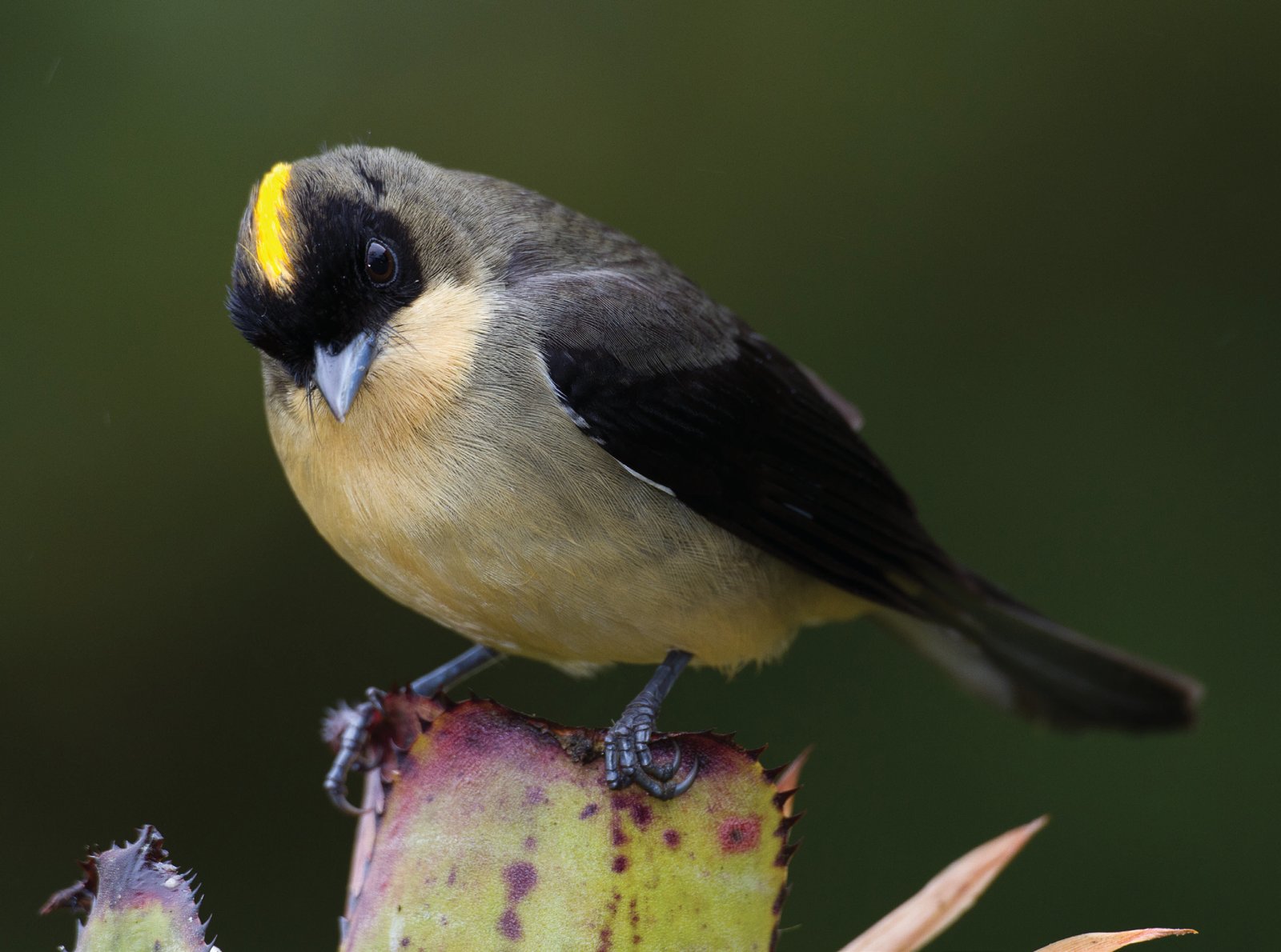 Trichothraupis melanops.